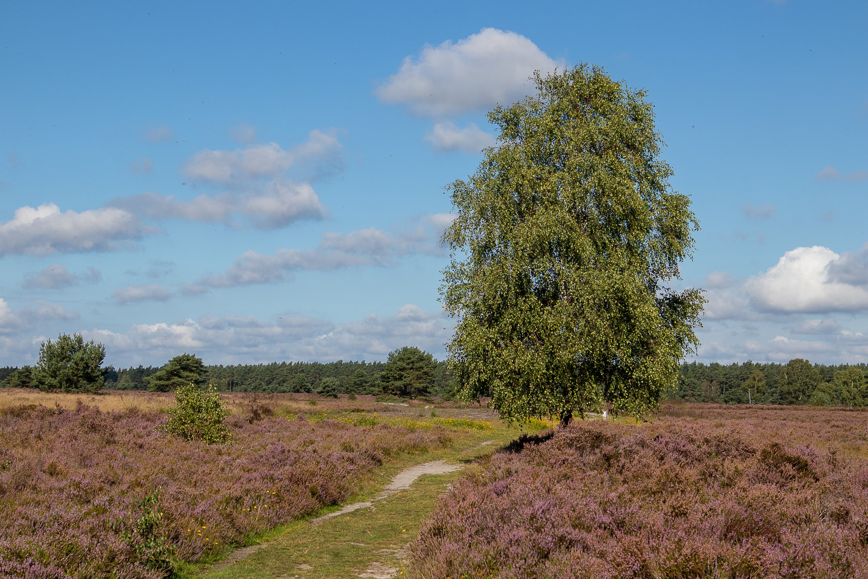 Wanderpfad durch die Töps Heide