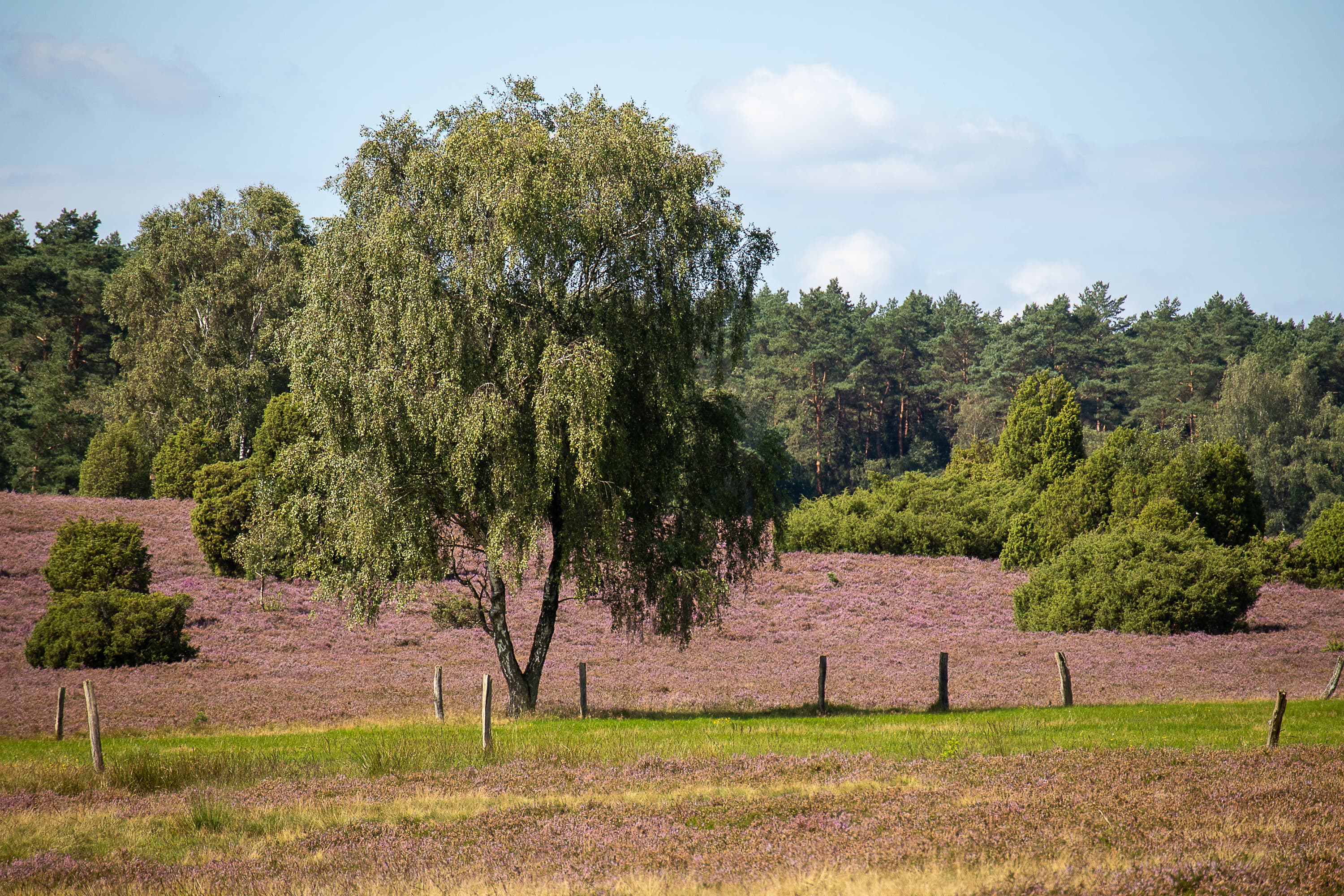 Schönes Zusammenspiel von Birken, blühender Heide und Wacholdern