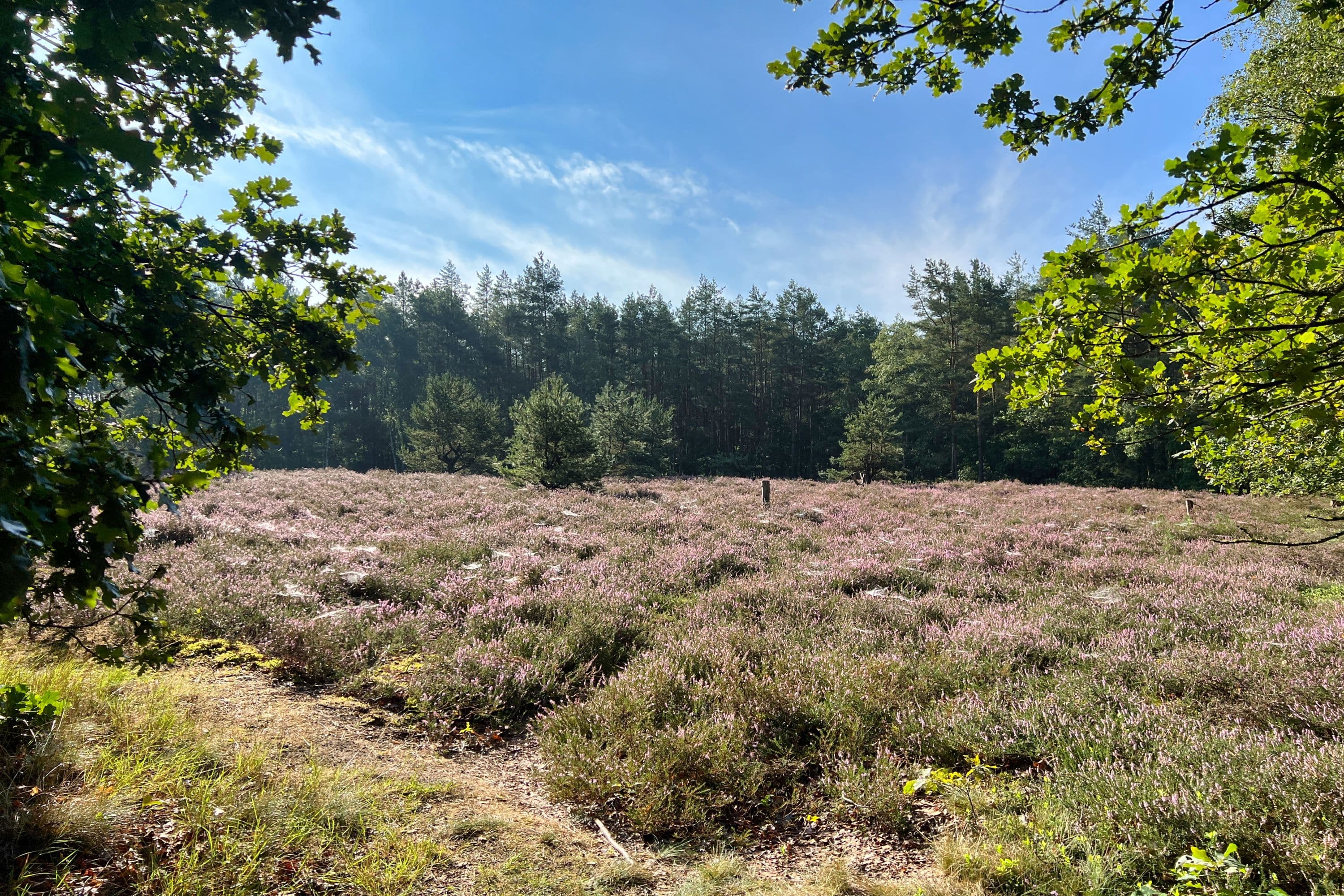 Heidefläche am Aller-Radweg bei Oldau