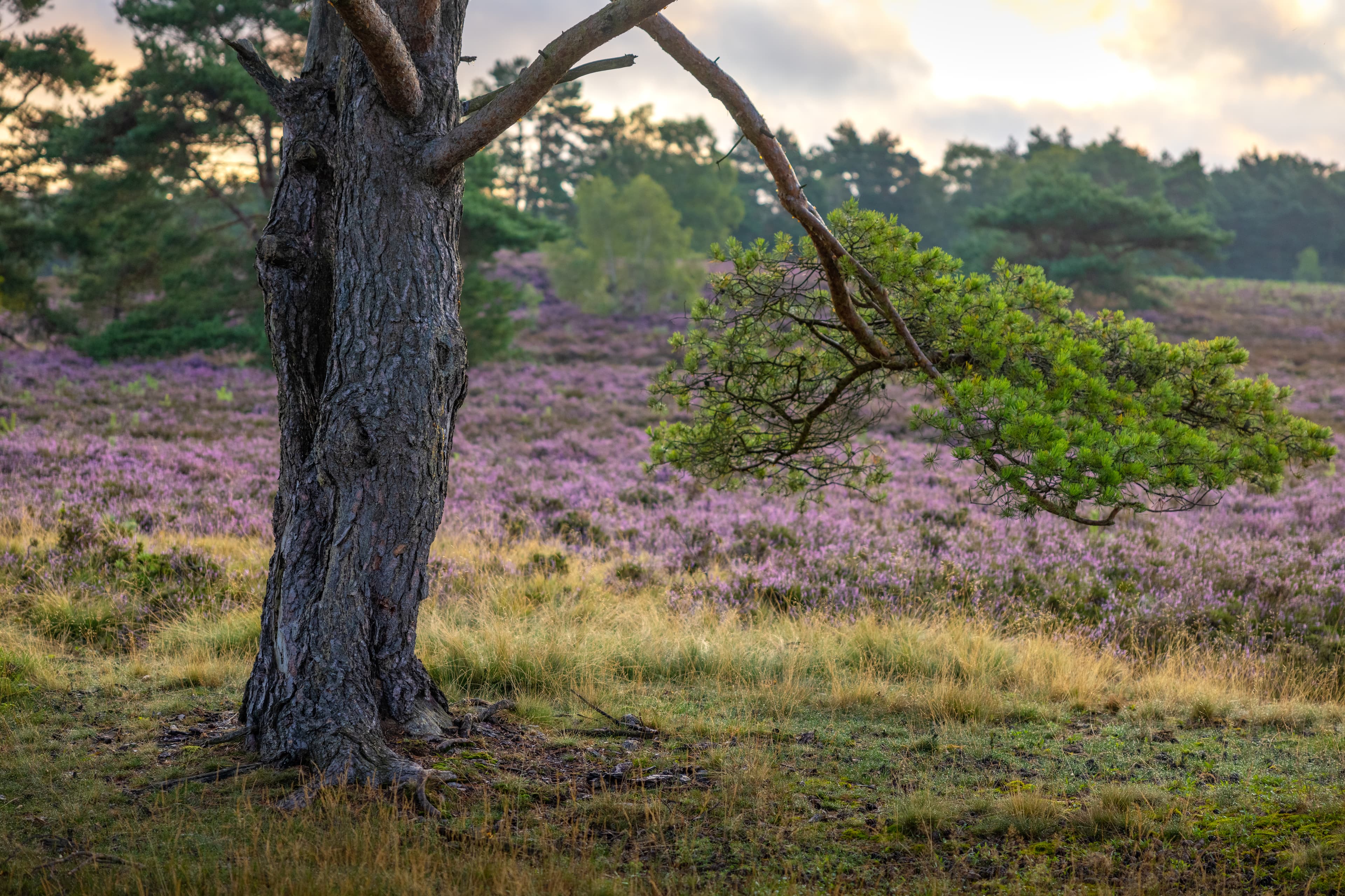 Heide umrahmt von Bäumen