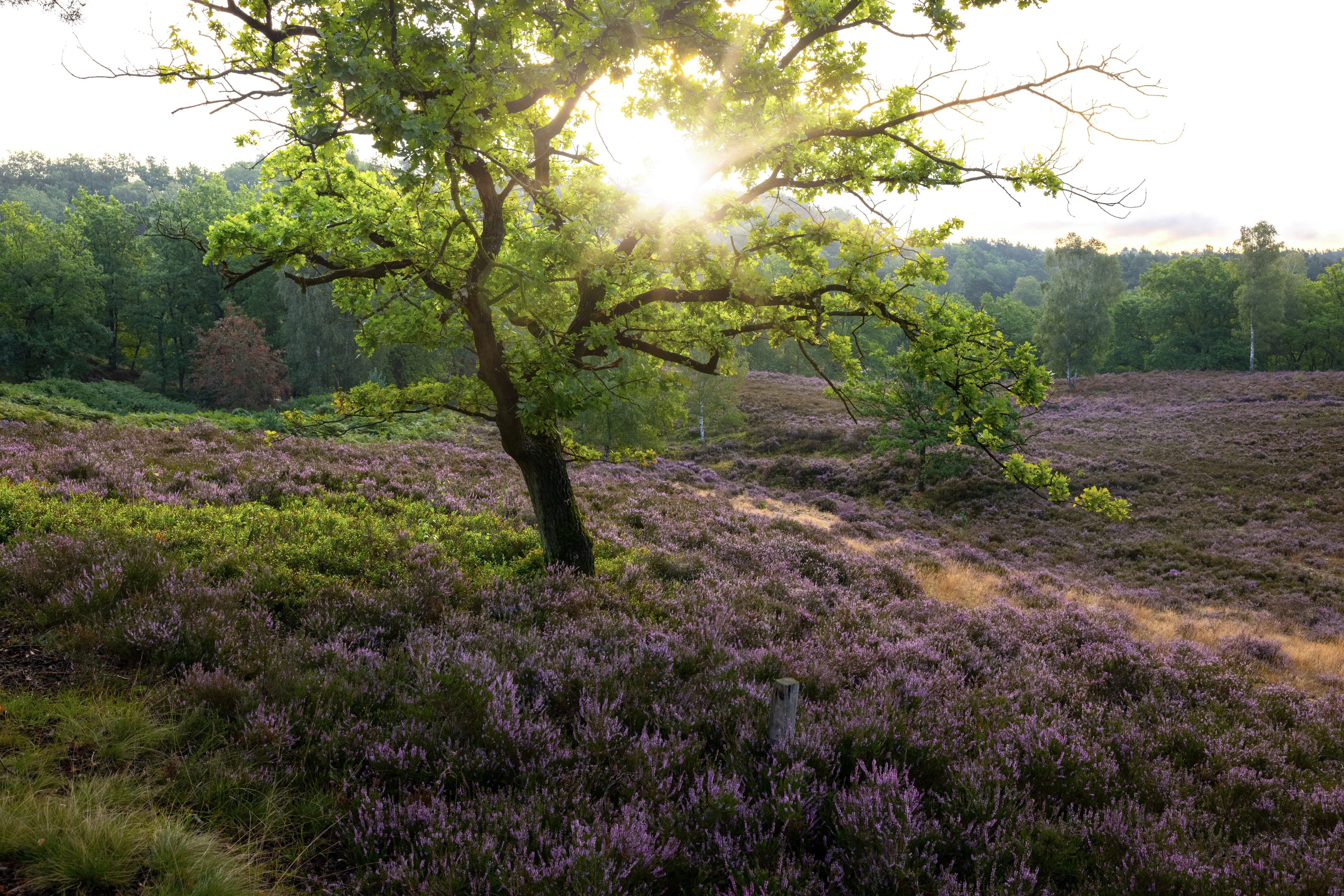 Heideblüte im Süden Hamburgs