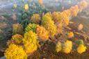 Herbst im Naturschutzgebiet Lüneburger Heide
