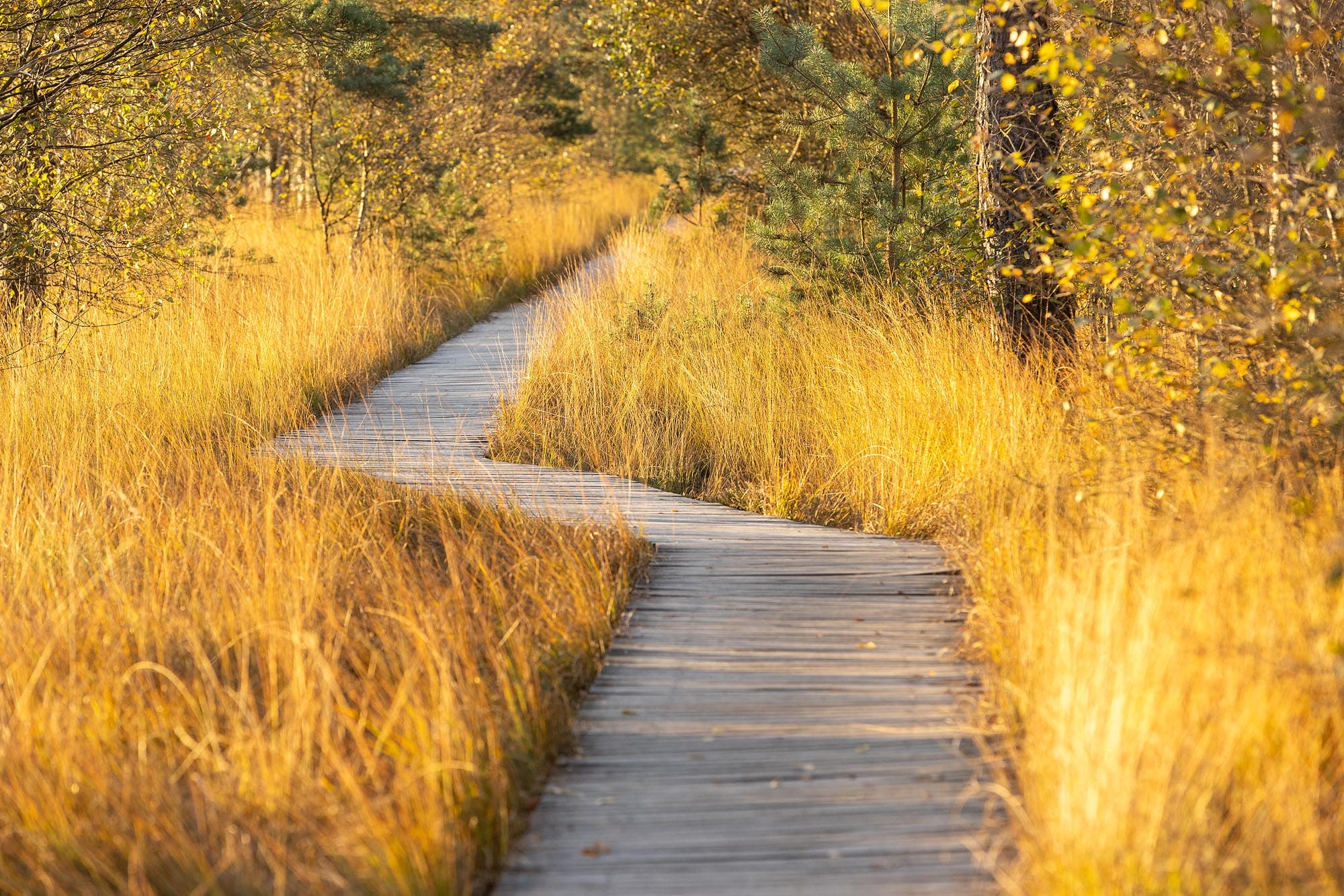 Herbst im Pietzmoor, eine tolle Jahreszeit
