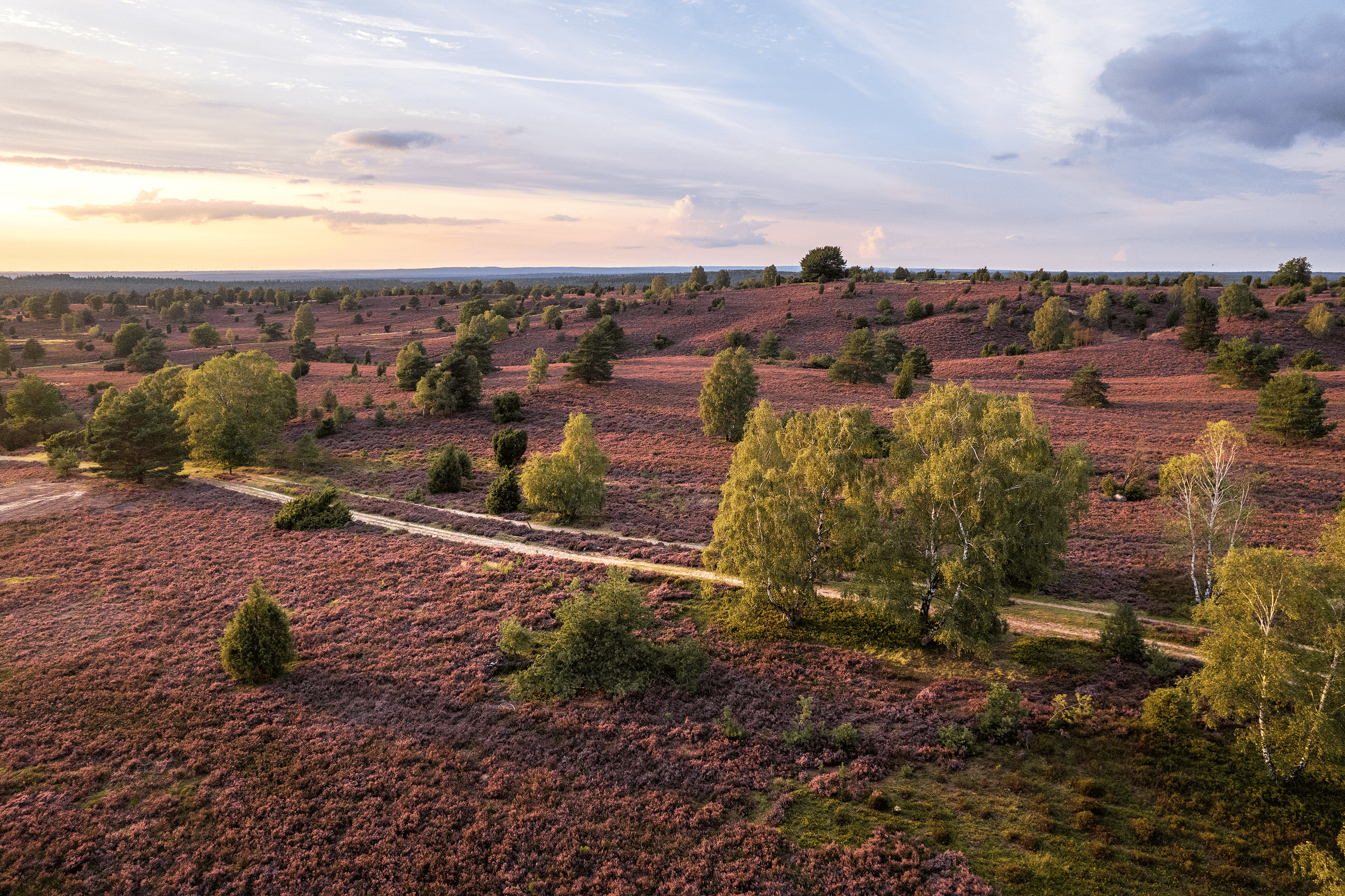 Heideblüte am Wilseder Berg