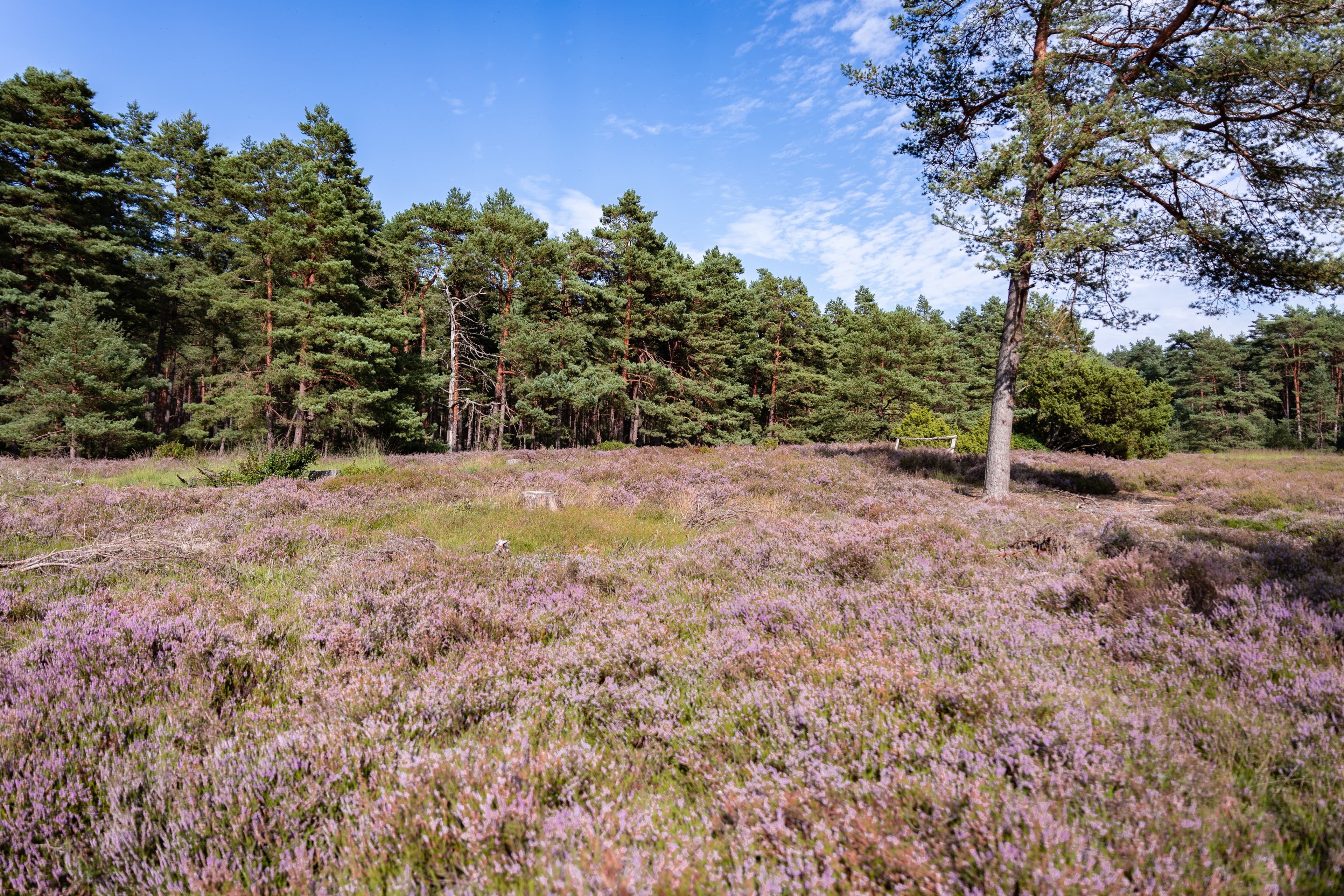Heidefläche Schotenheide mit Schwedenschanze