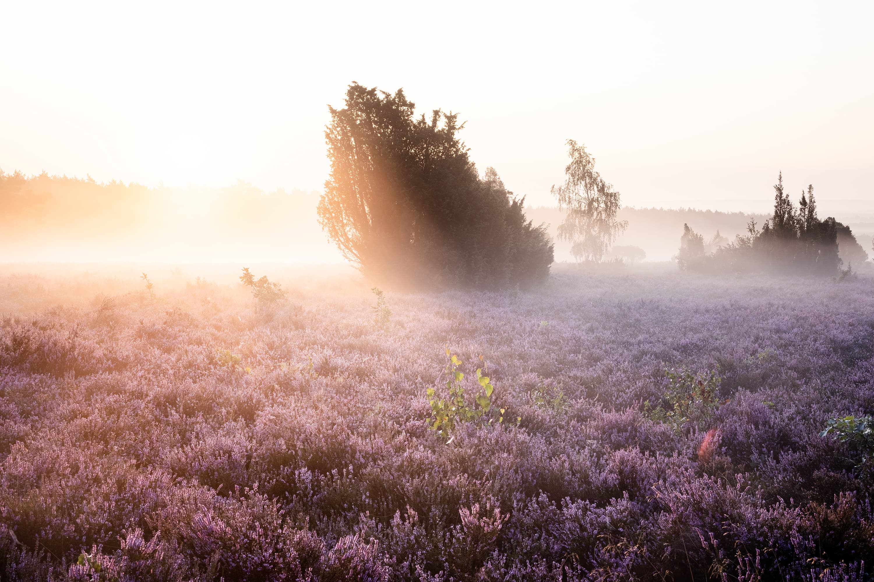 Frühnebel am Wietzer Berg