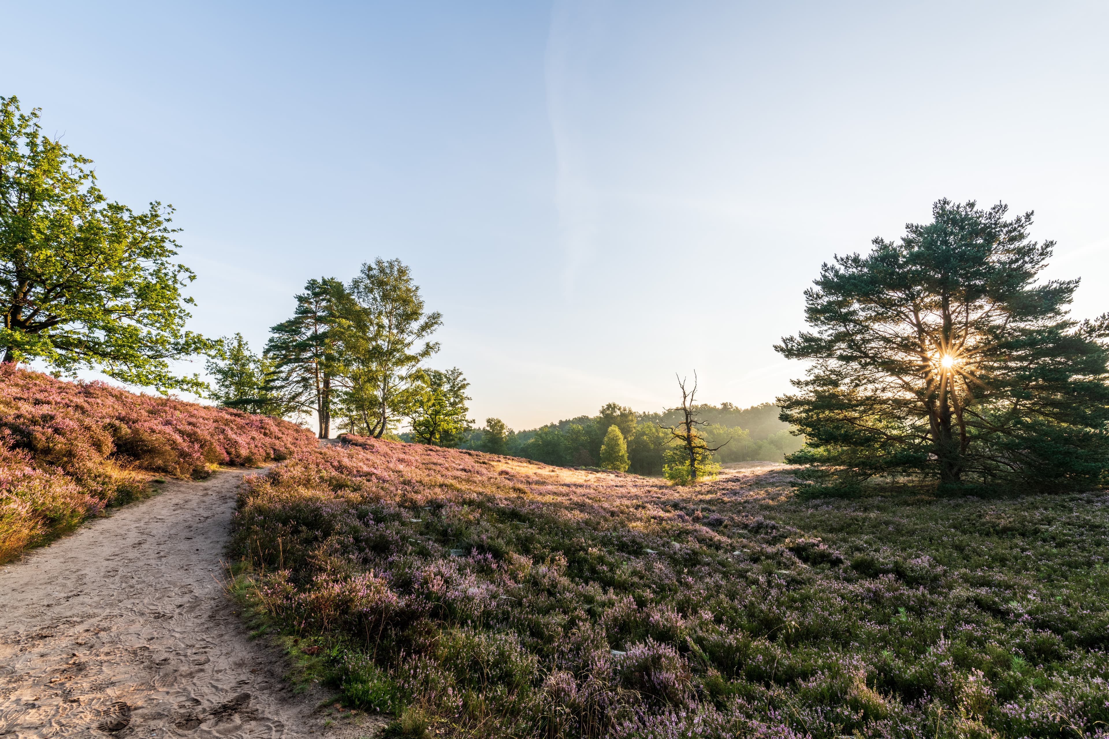 Heidschnuckenweg in der Fischbeker Heide