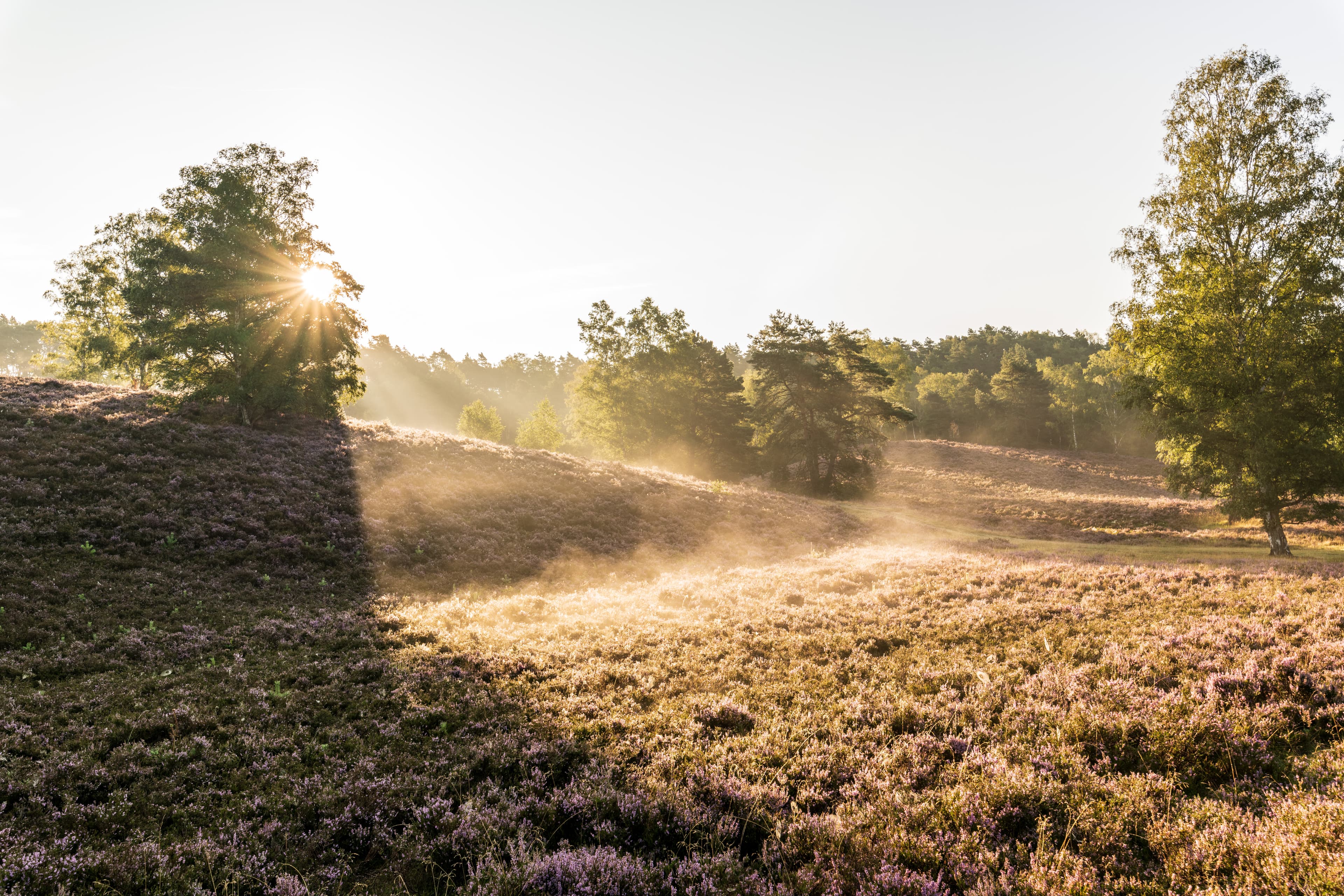 Morgensonne auf dem Heidschnuckenweg in der Fischbeker Heide