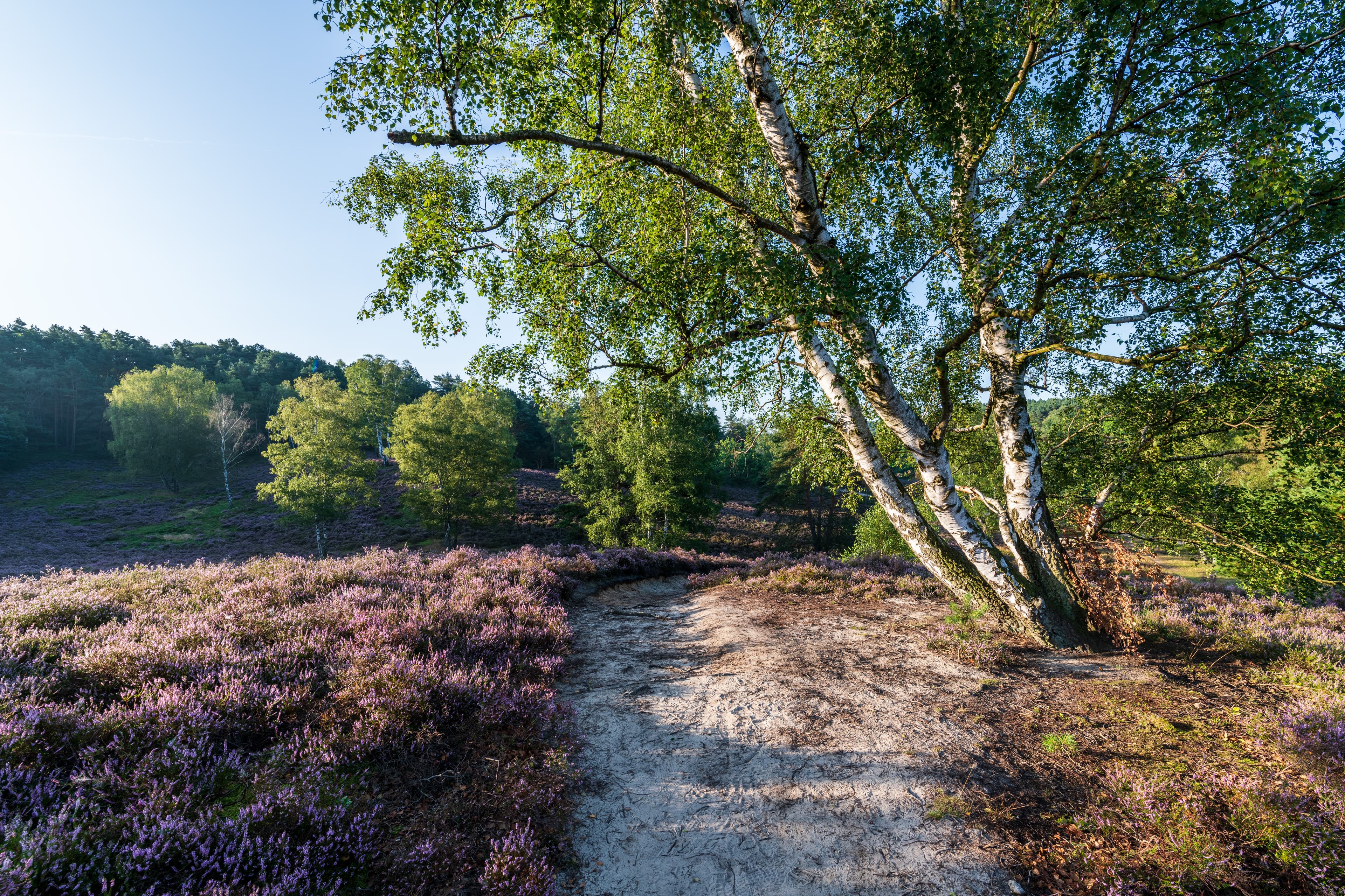 Fischbeker Heide Heidschnuckenweg