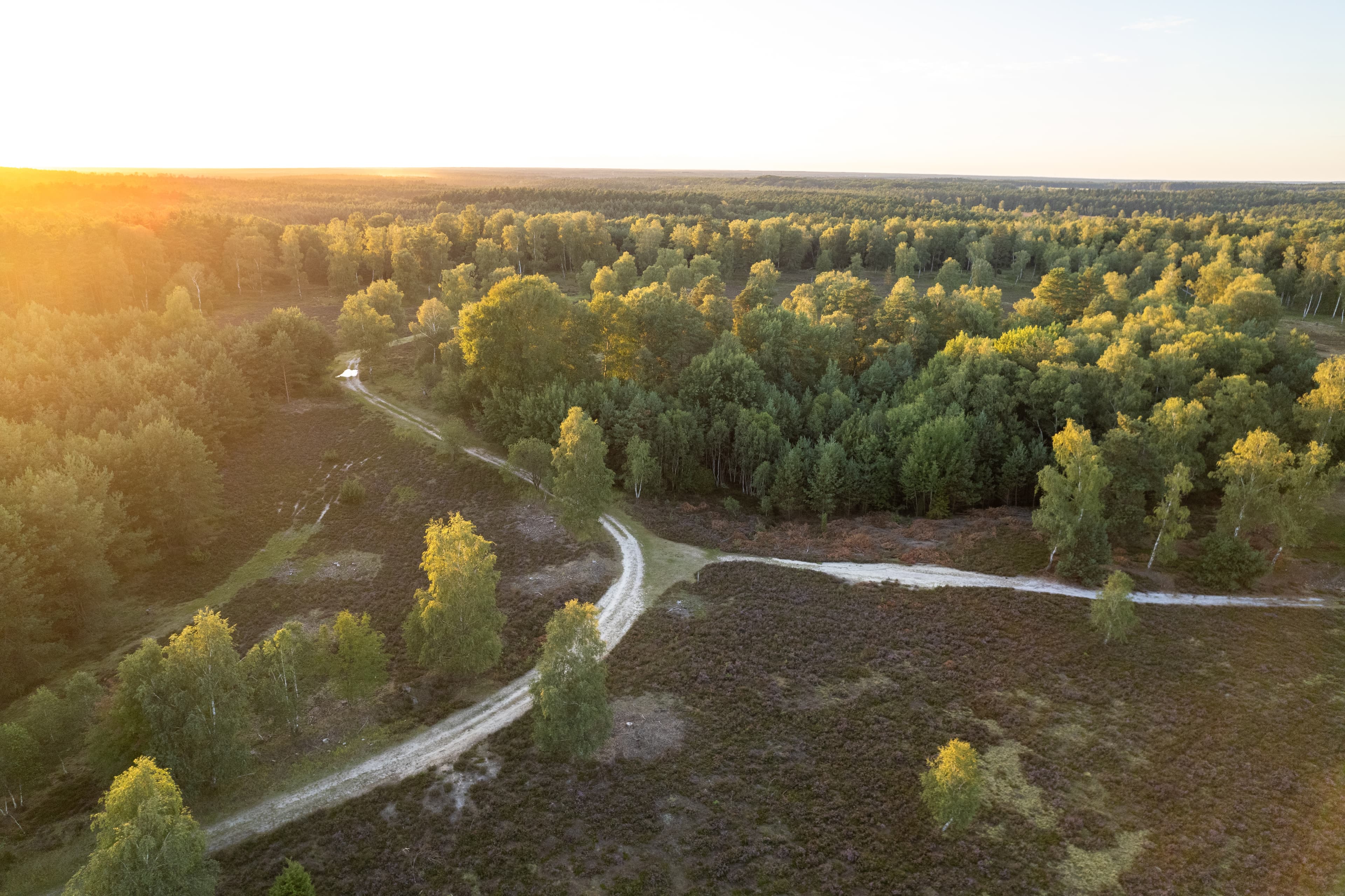 Wandern in der Oberoher Heide auf dem Heidschnuckenweg