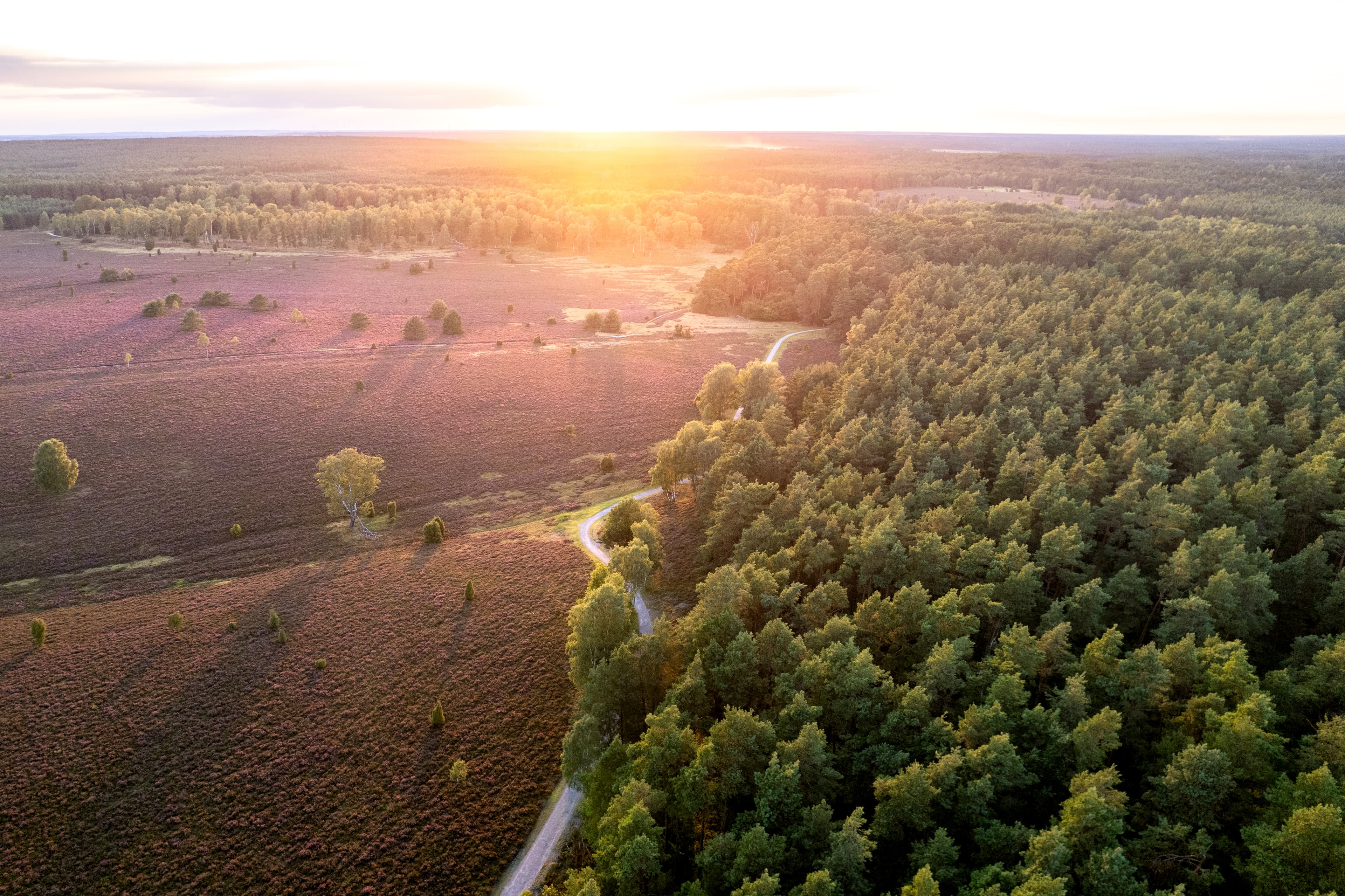 Luftbild der Oberoher Heide