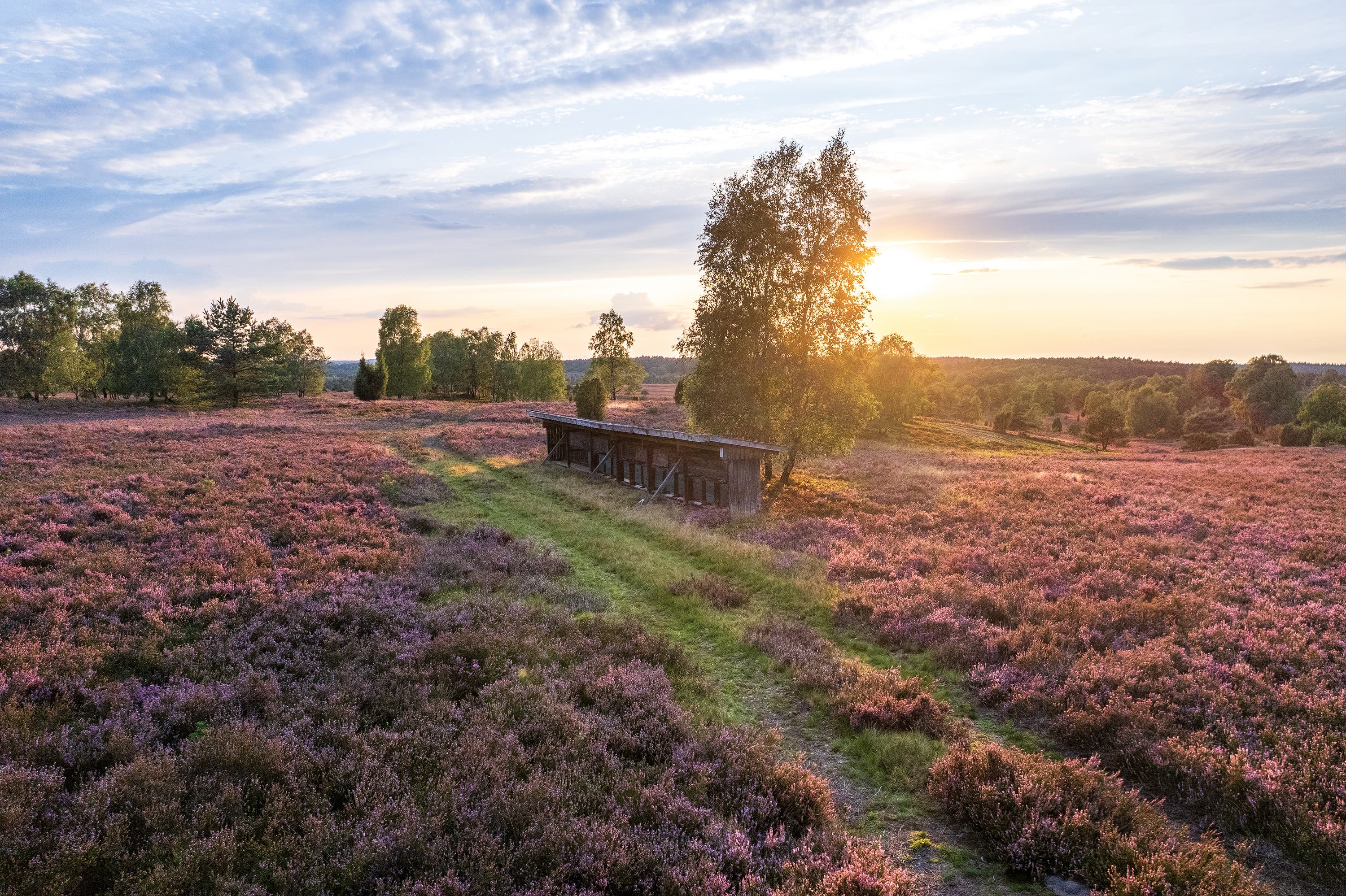 Heide am Wilseder Berg