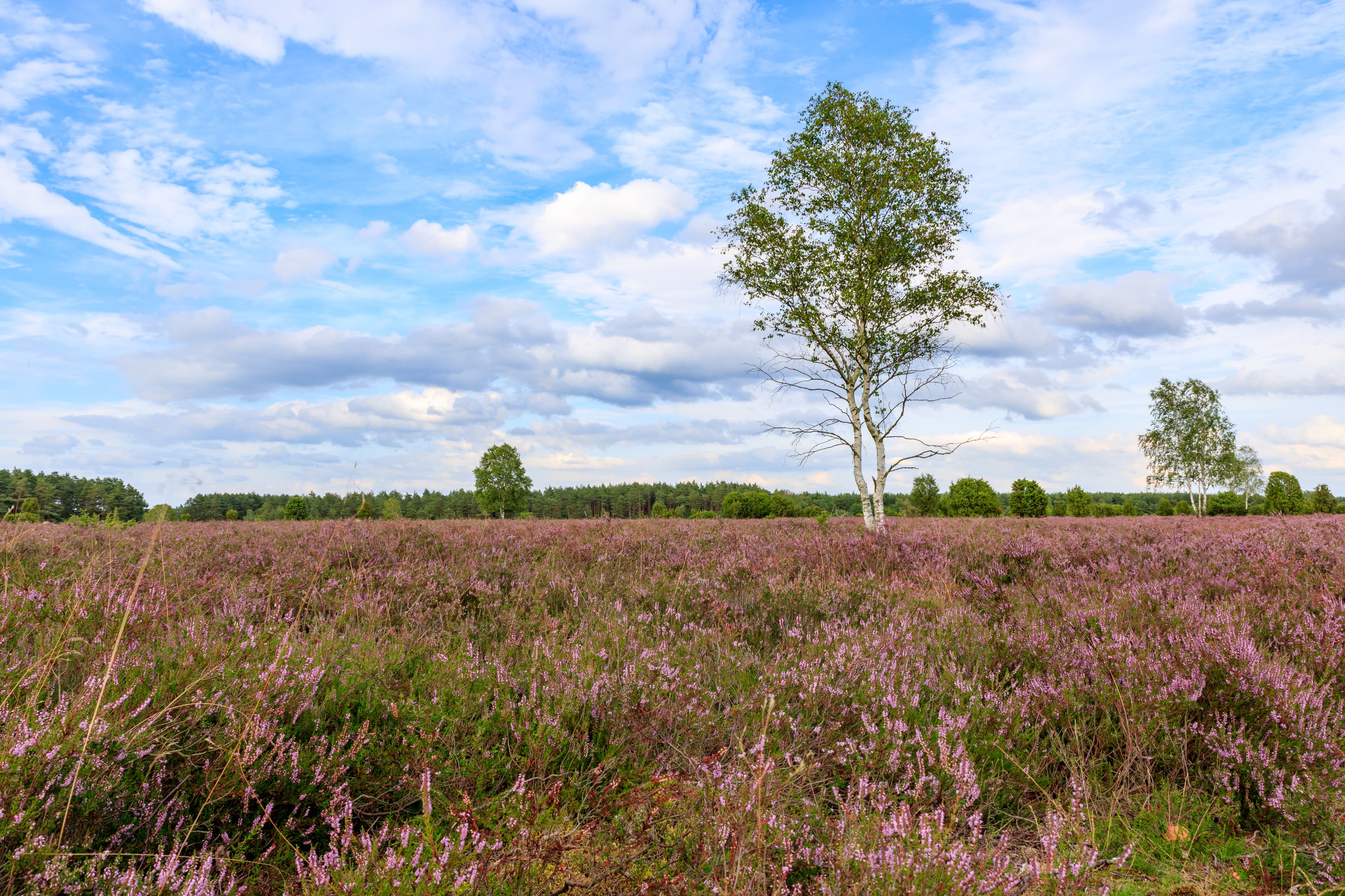 Blühende Heide in der Wacholderheide Schmarbeck