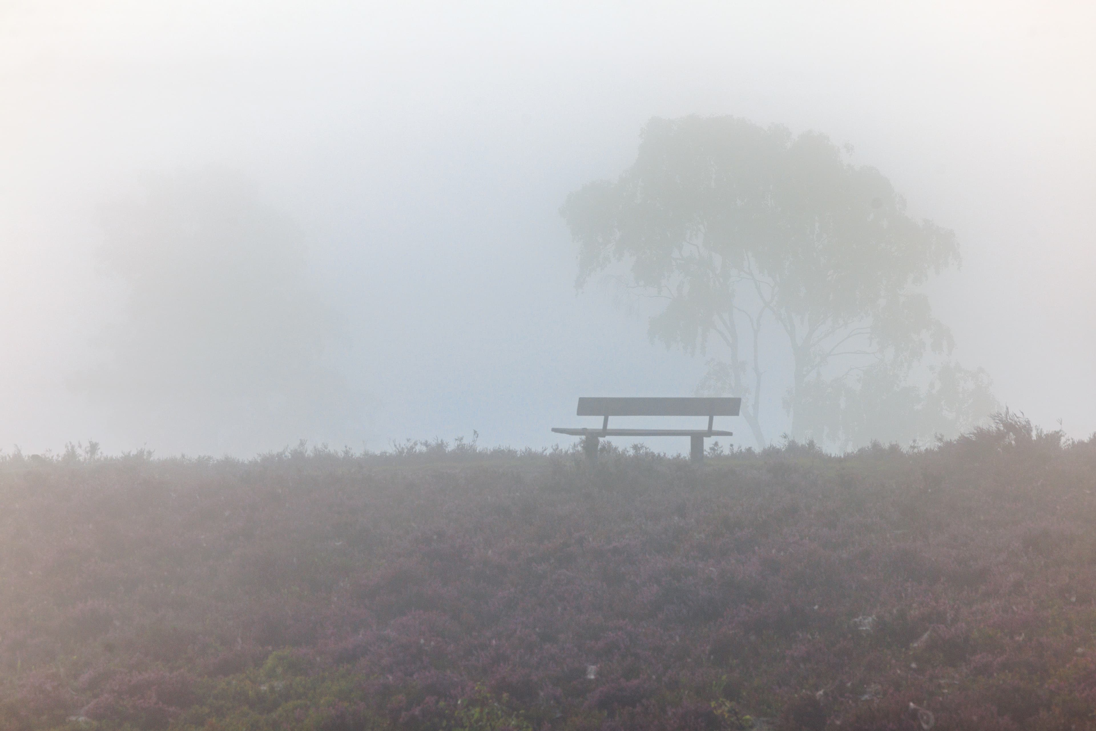 Heideblüte am Brunsberg mit Nebel