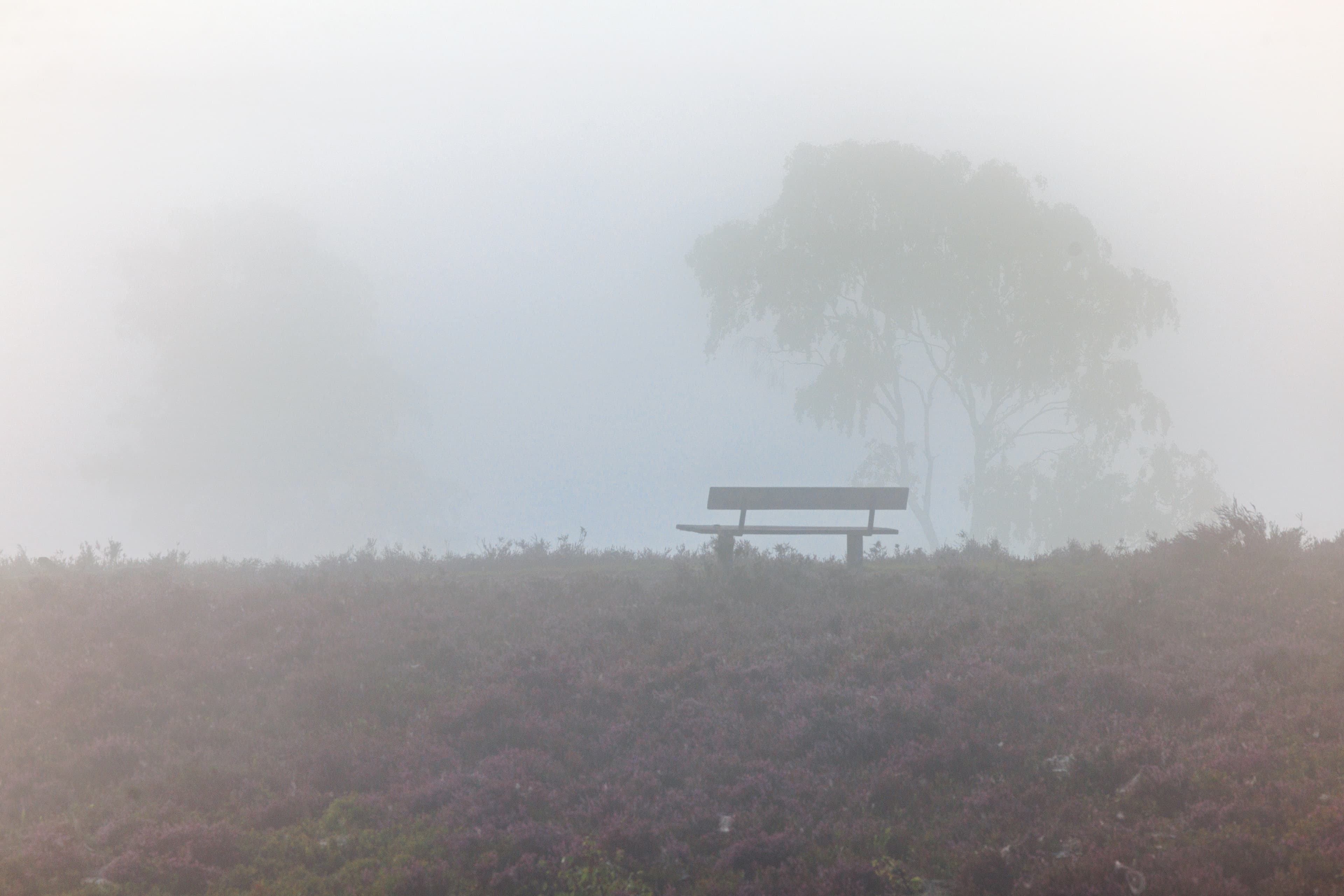 Frühnebel am Brunsberg