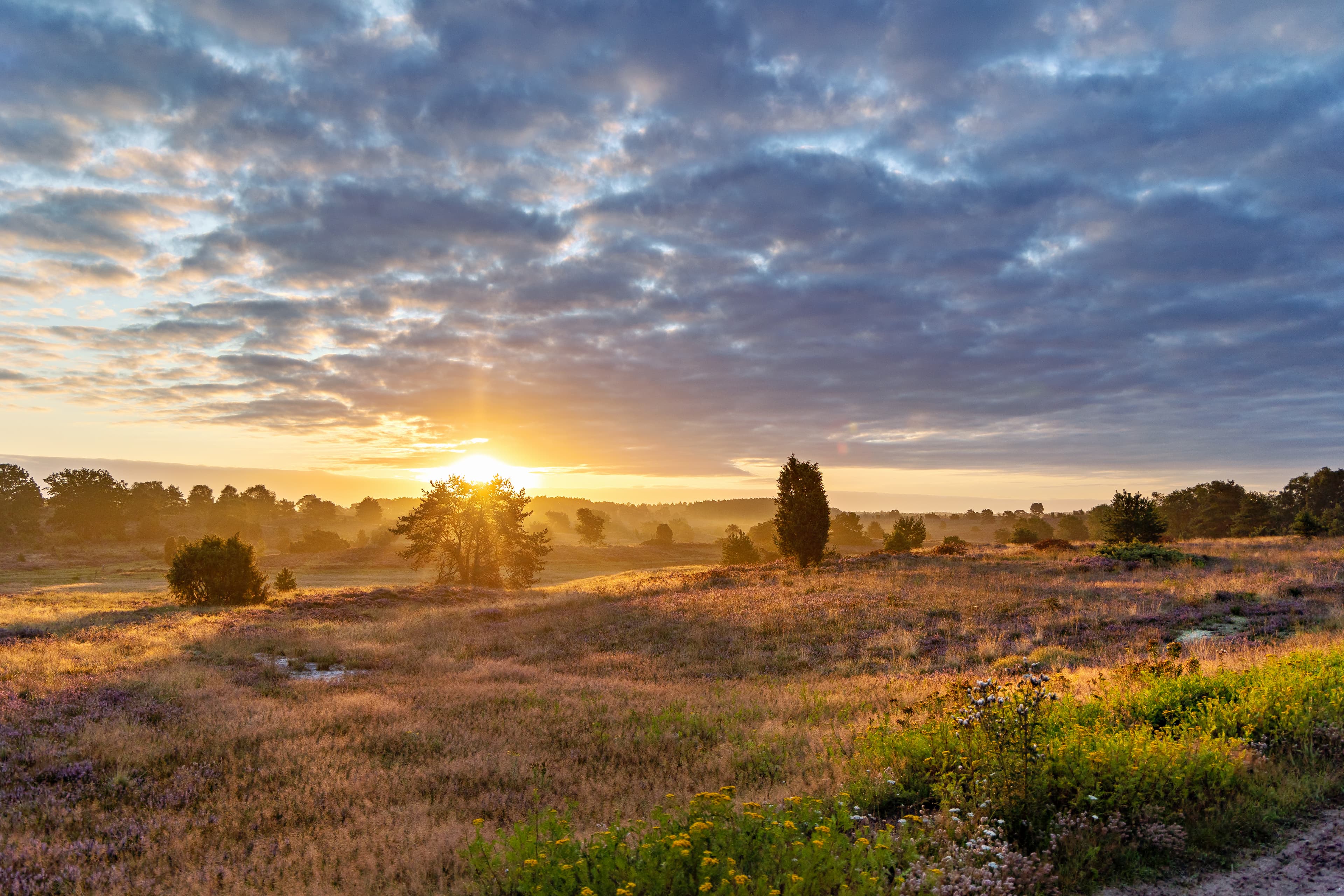 Sonnenaufgang bei Undeloh