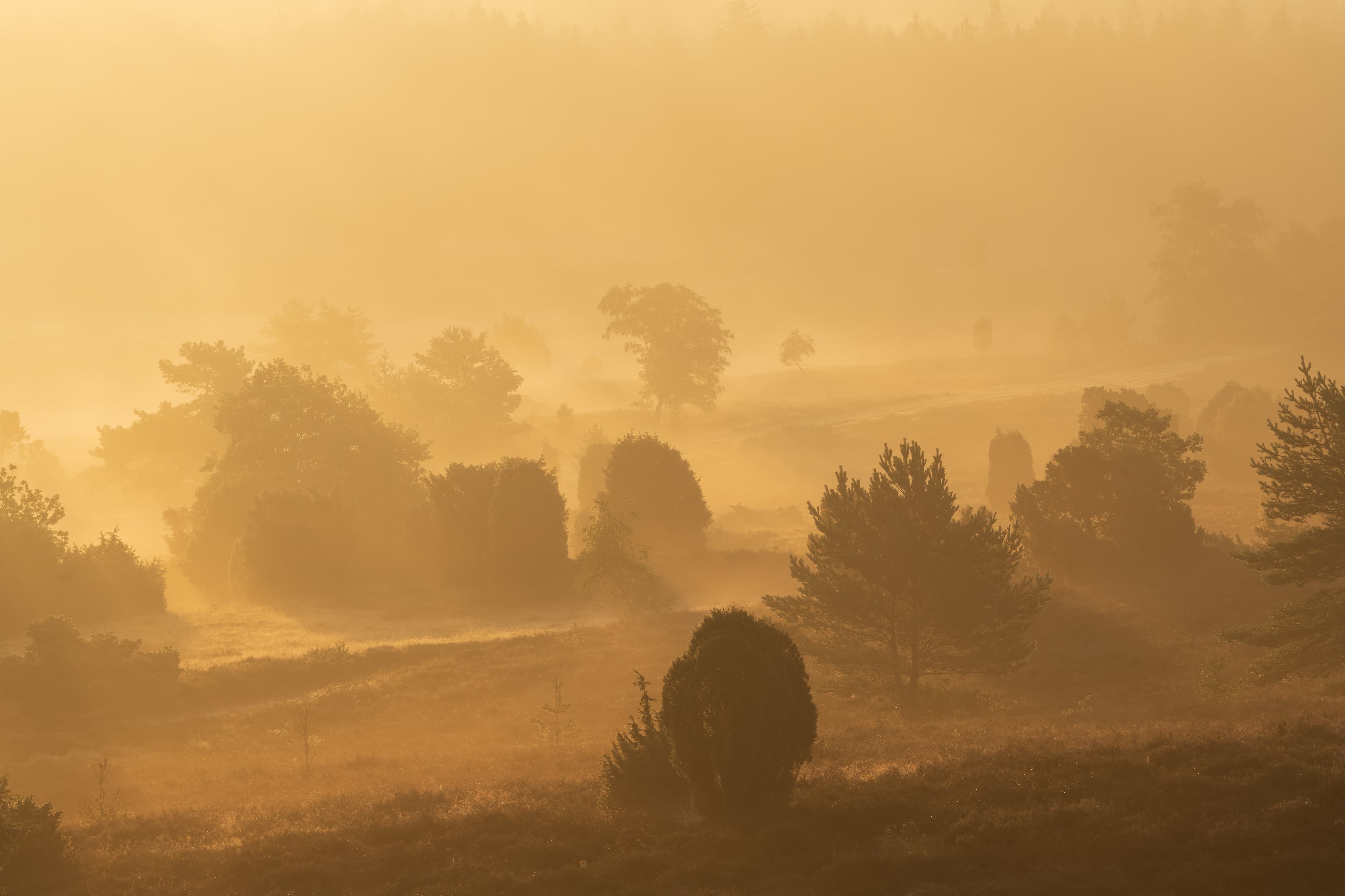 Sonne und Nebel am Turmberg