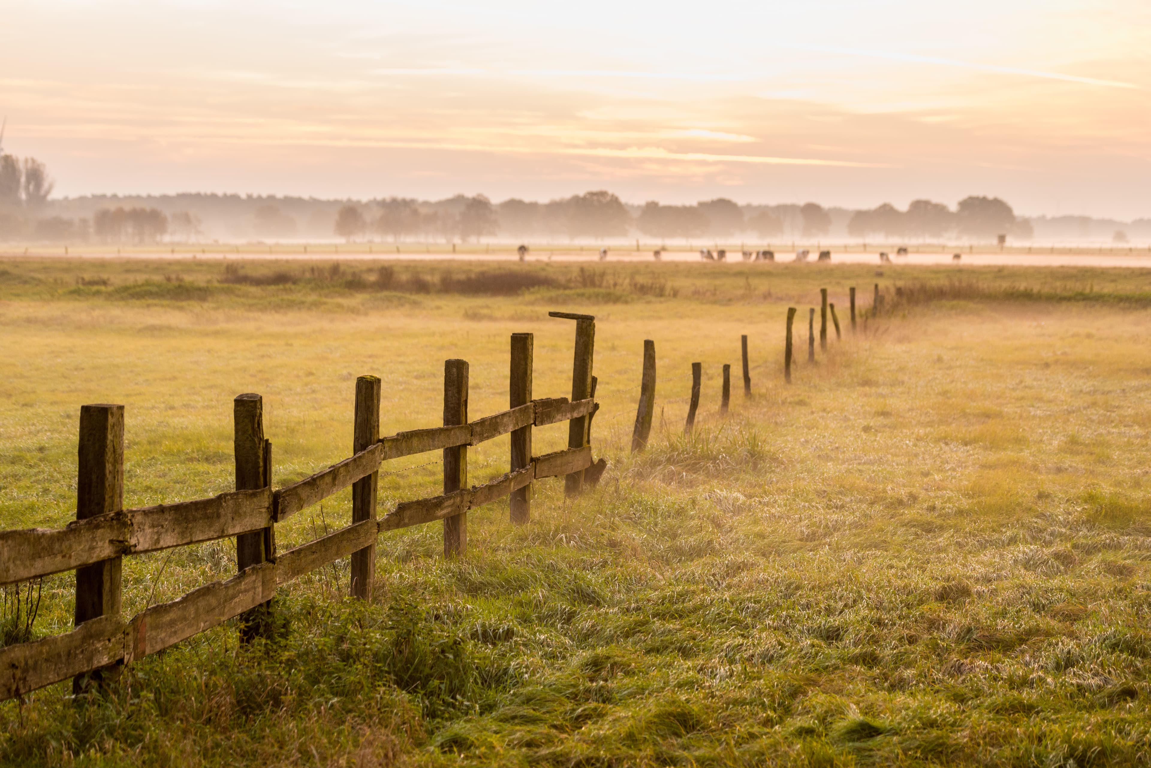 Spätsommer in der Heide