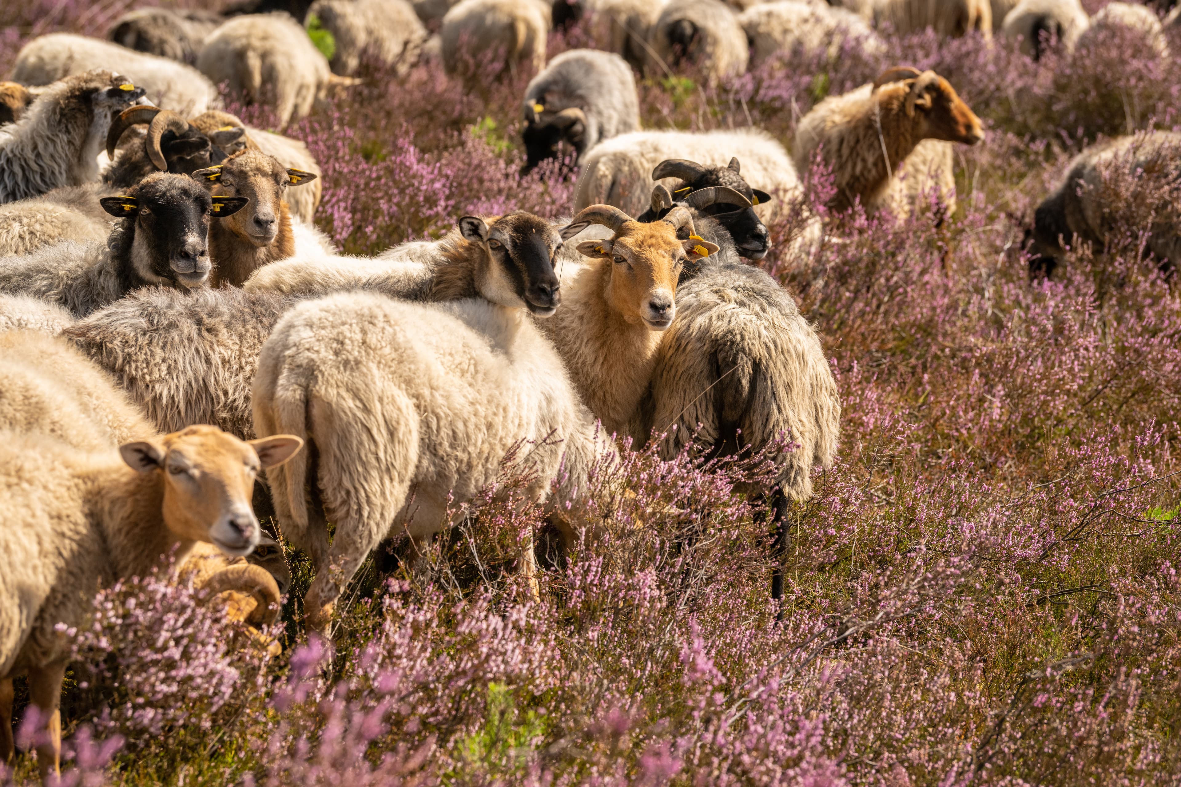 Tiefental in Hermannsburg zur Heideblüte