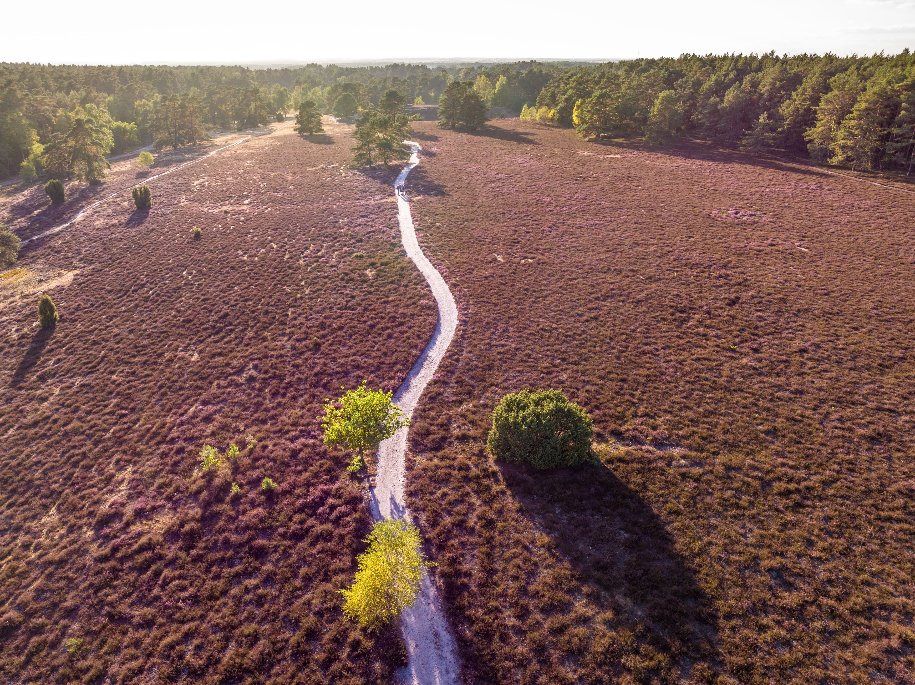 Misselhorner Heide bei Hermannsburg zur Heideblüte