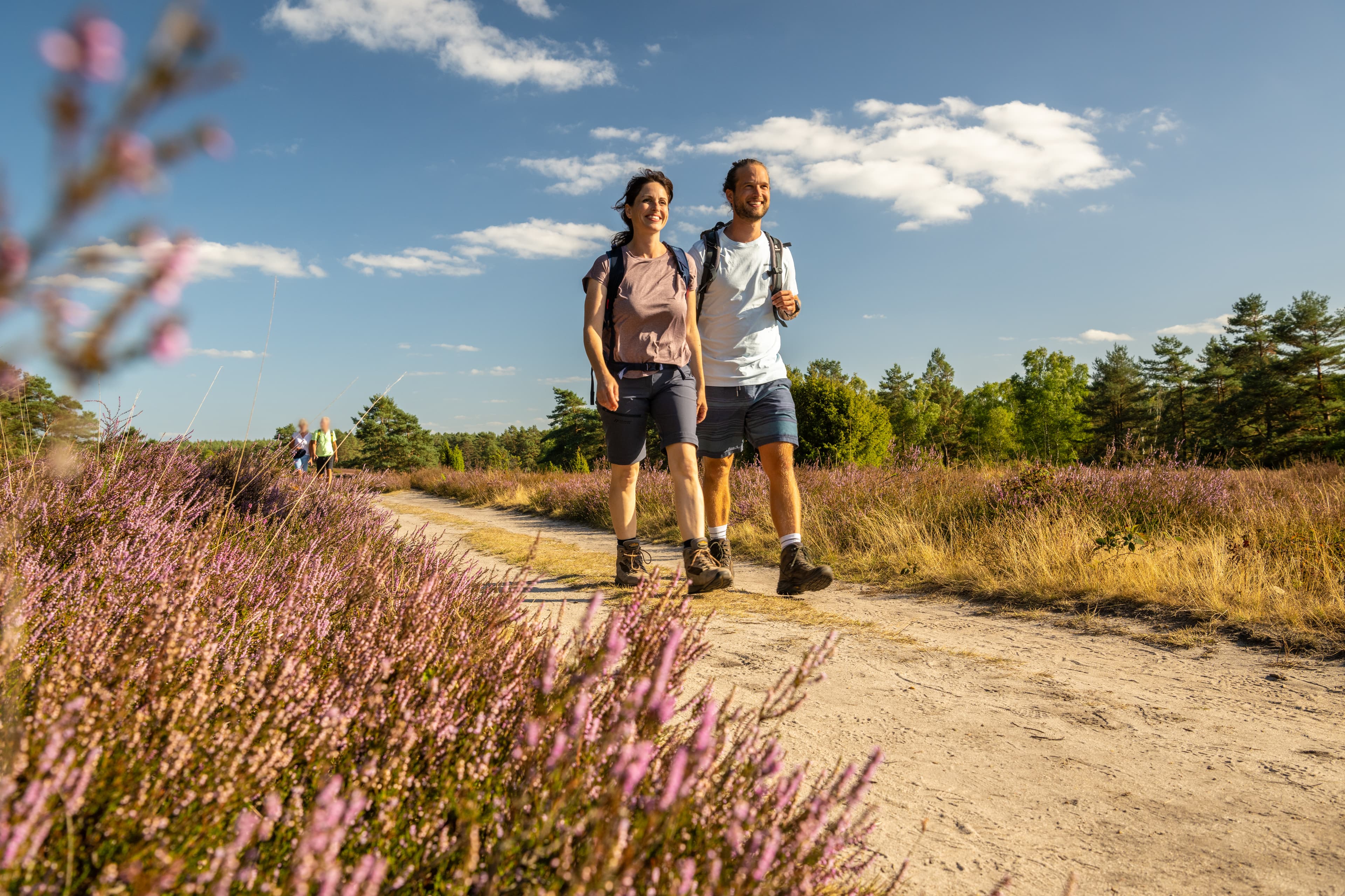 Tiefental bei Hermannsburg zur Heideblüte am Heidschnuckenweg