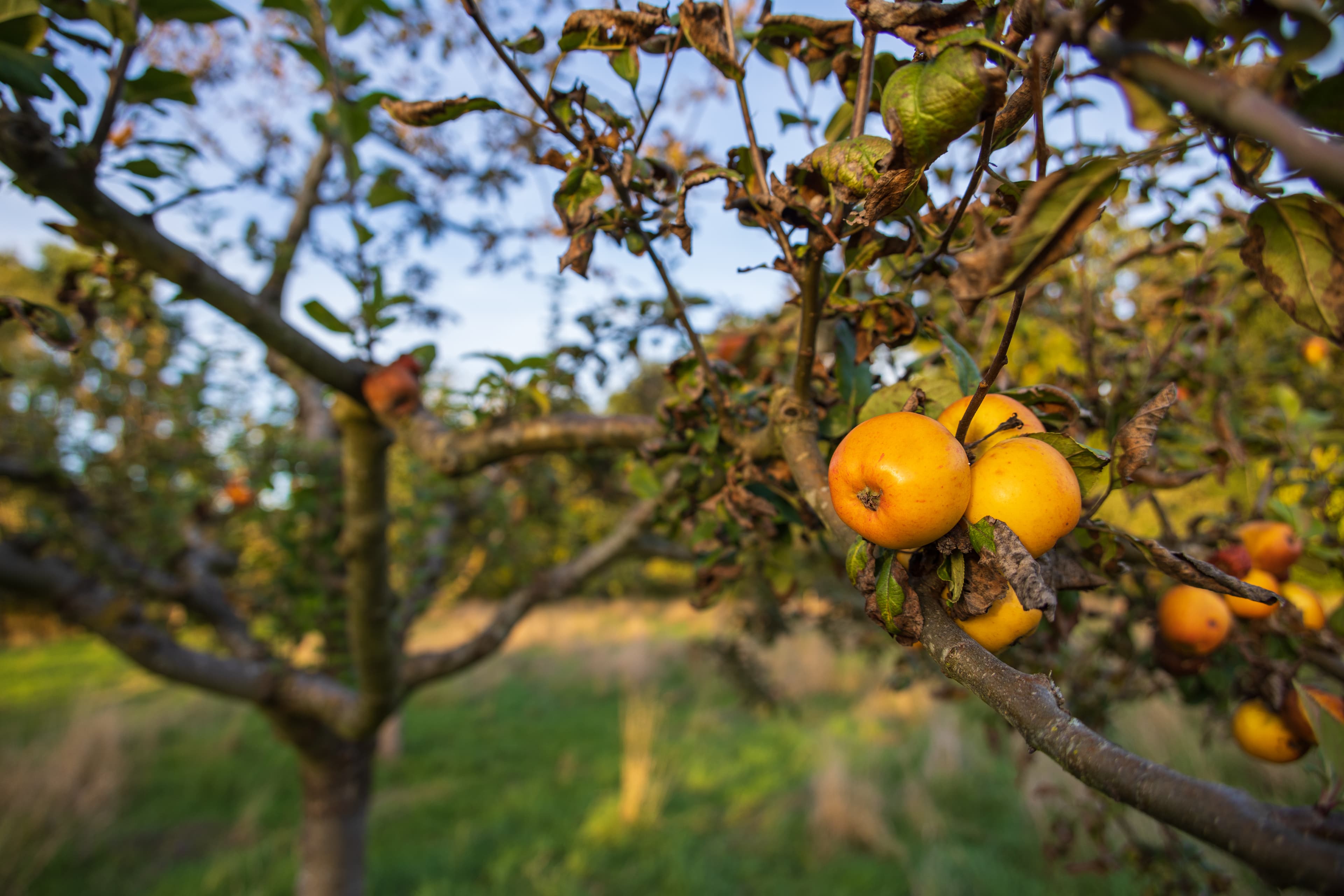 Herbst in Düshorn am Biotop und Obstwiese
