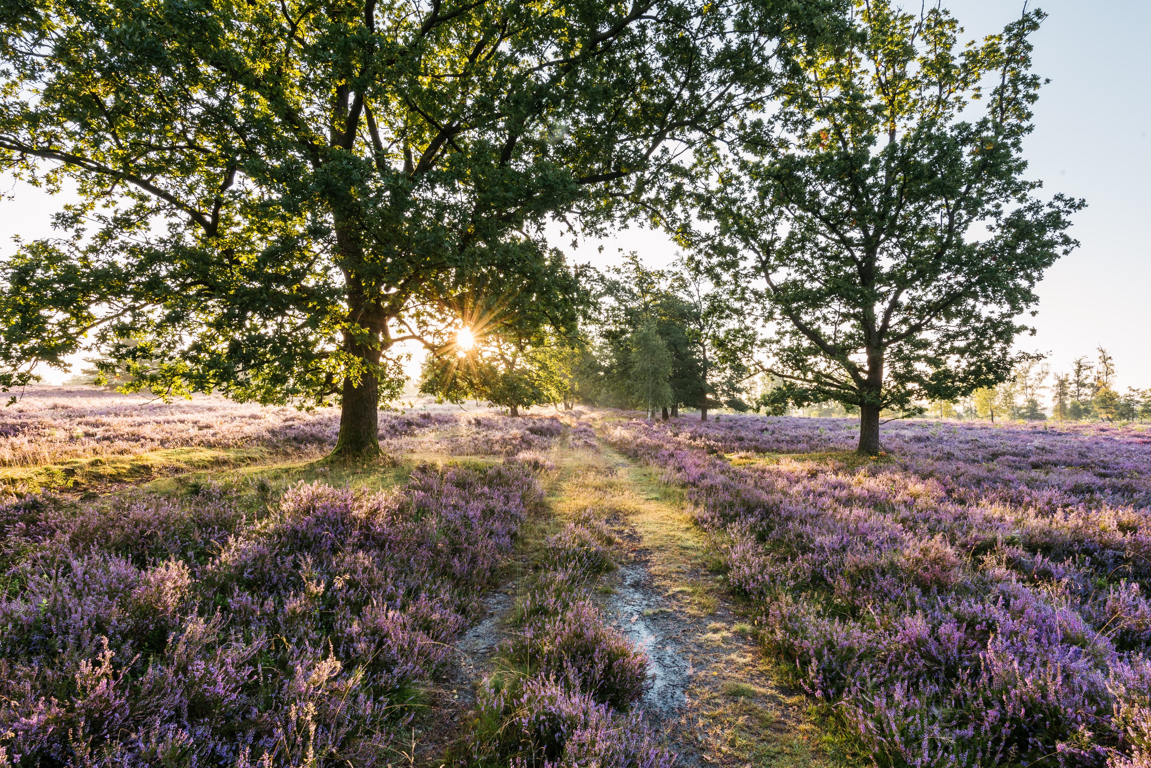 Wanderweg Lila Krönung und Freudenthalweg am Wilseder Berg