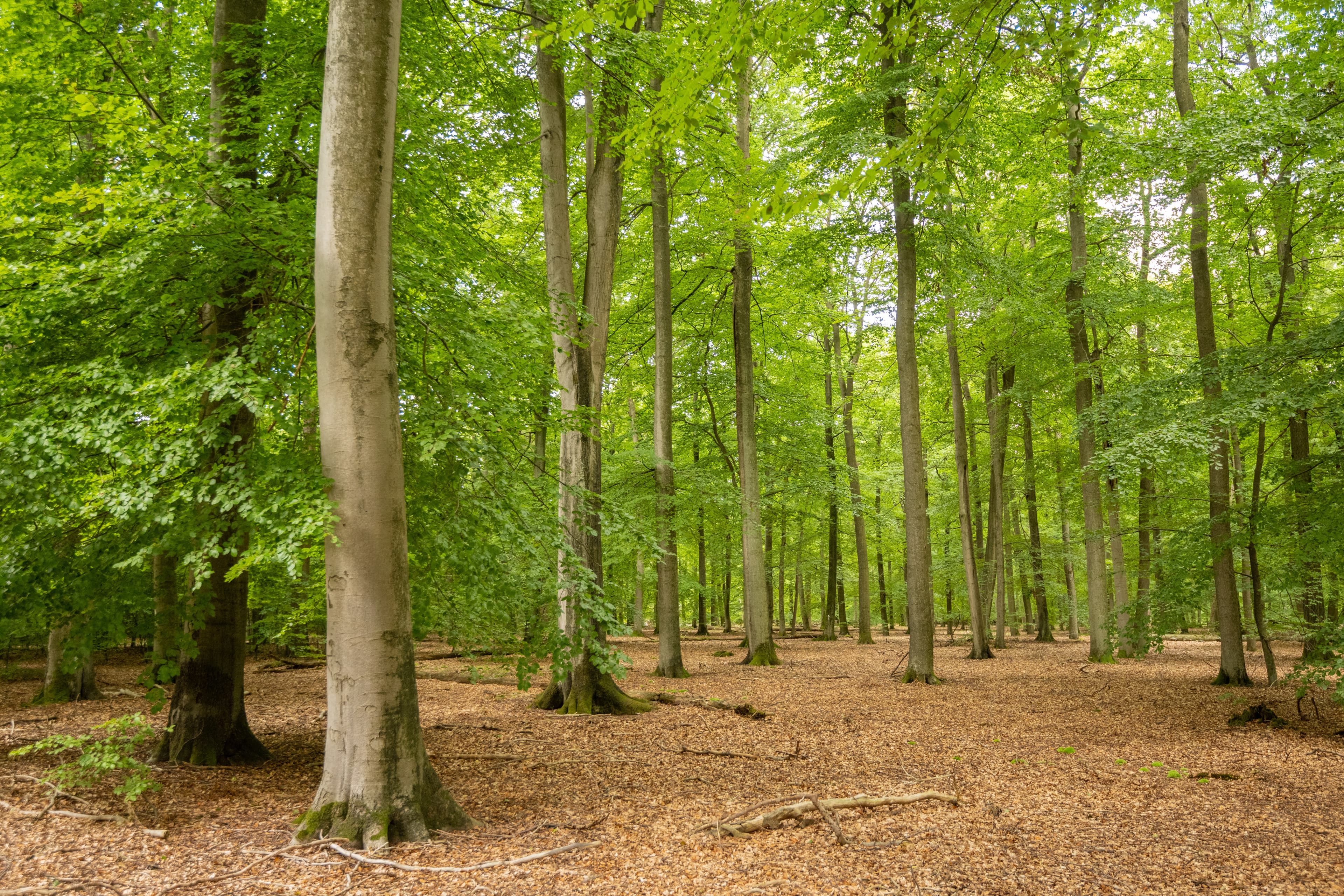 Wandern Unterluess Luesswald