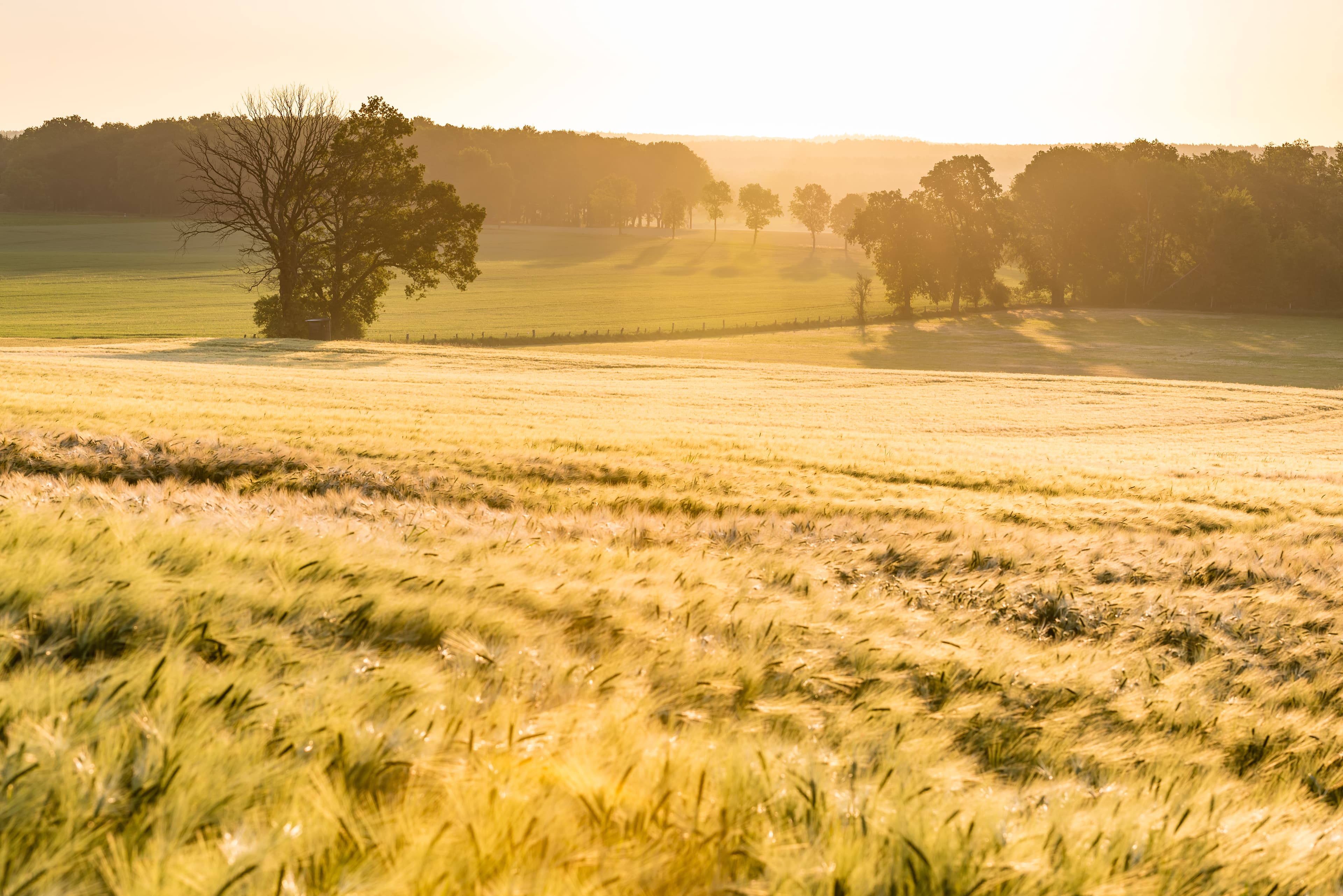 Bispingen Wiesen Sonnenuntergang Abendstimmung