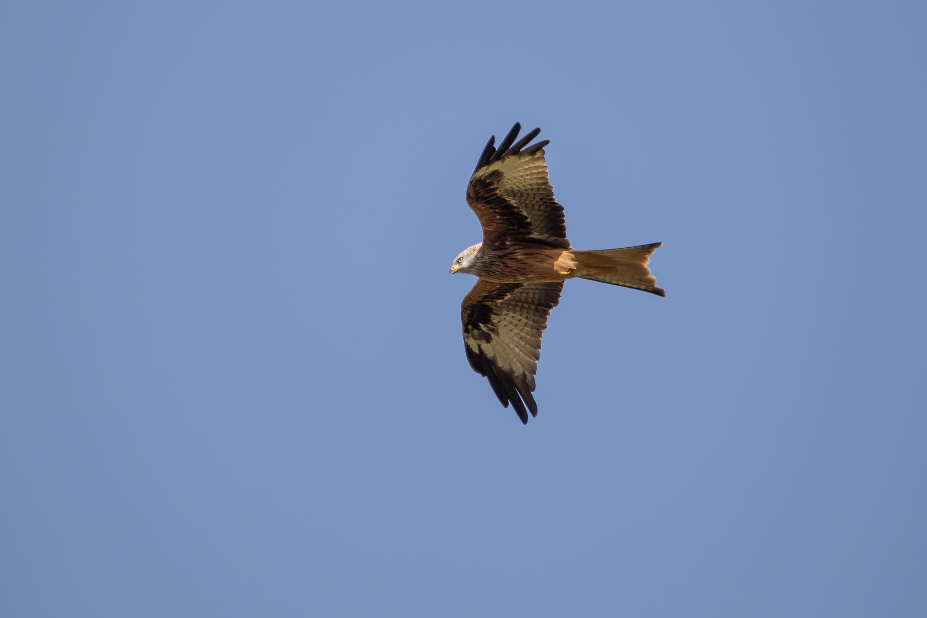 Schneverdingen Pietzmoor Greifvogel