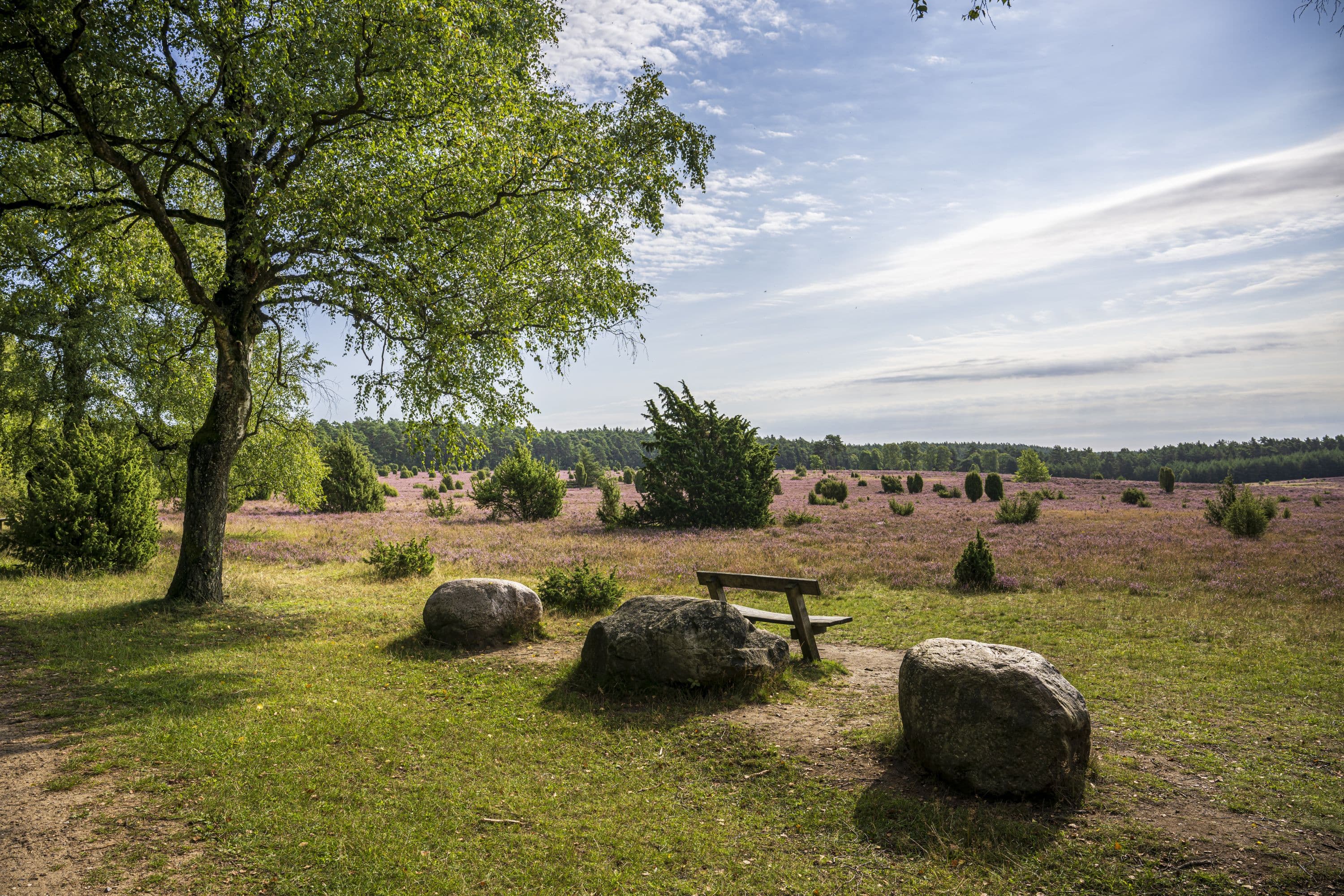 Blick auf die Heidefläche am Tiefental