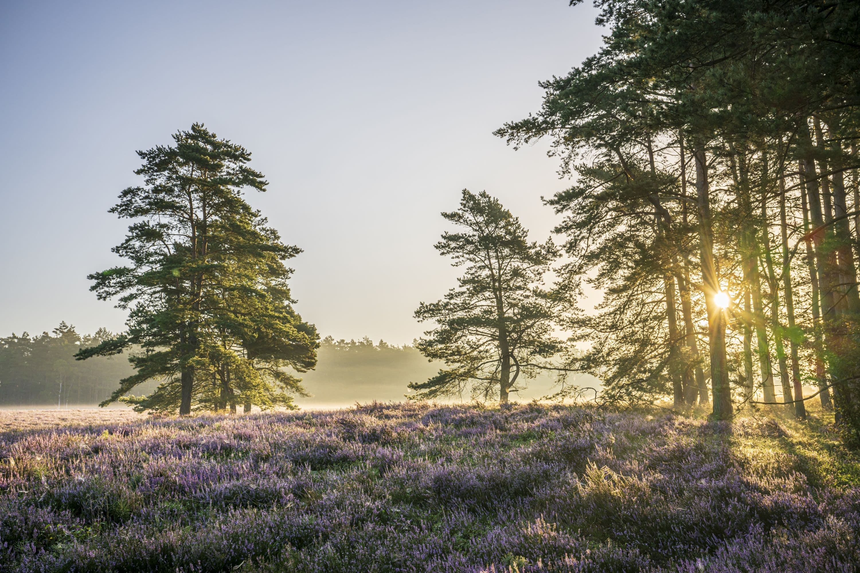 Aufgehende Sonne hinter den Bäumen am Tiefental