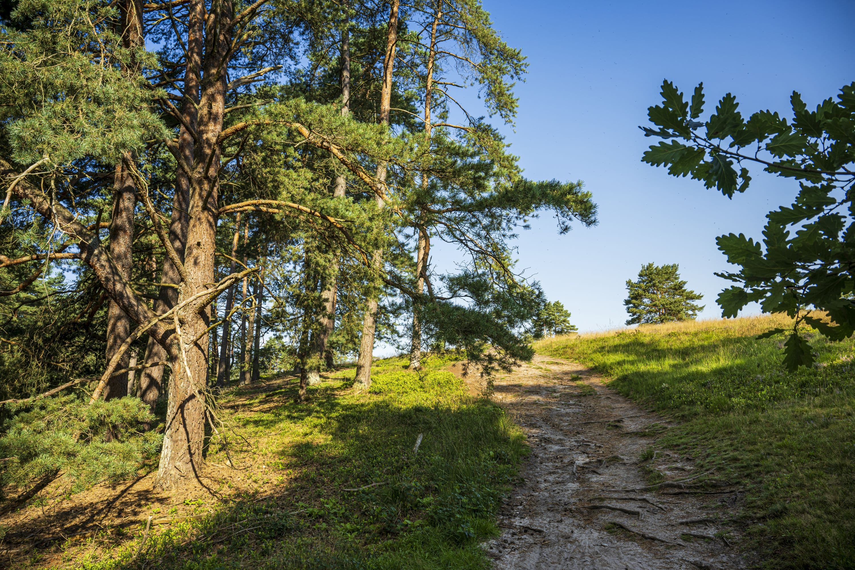 Tiefental Heideblüte 2023 Suedheide