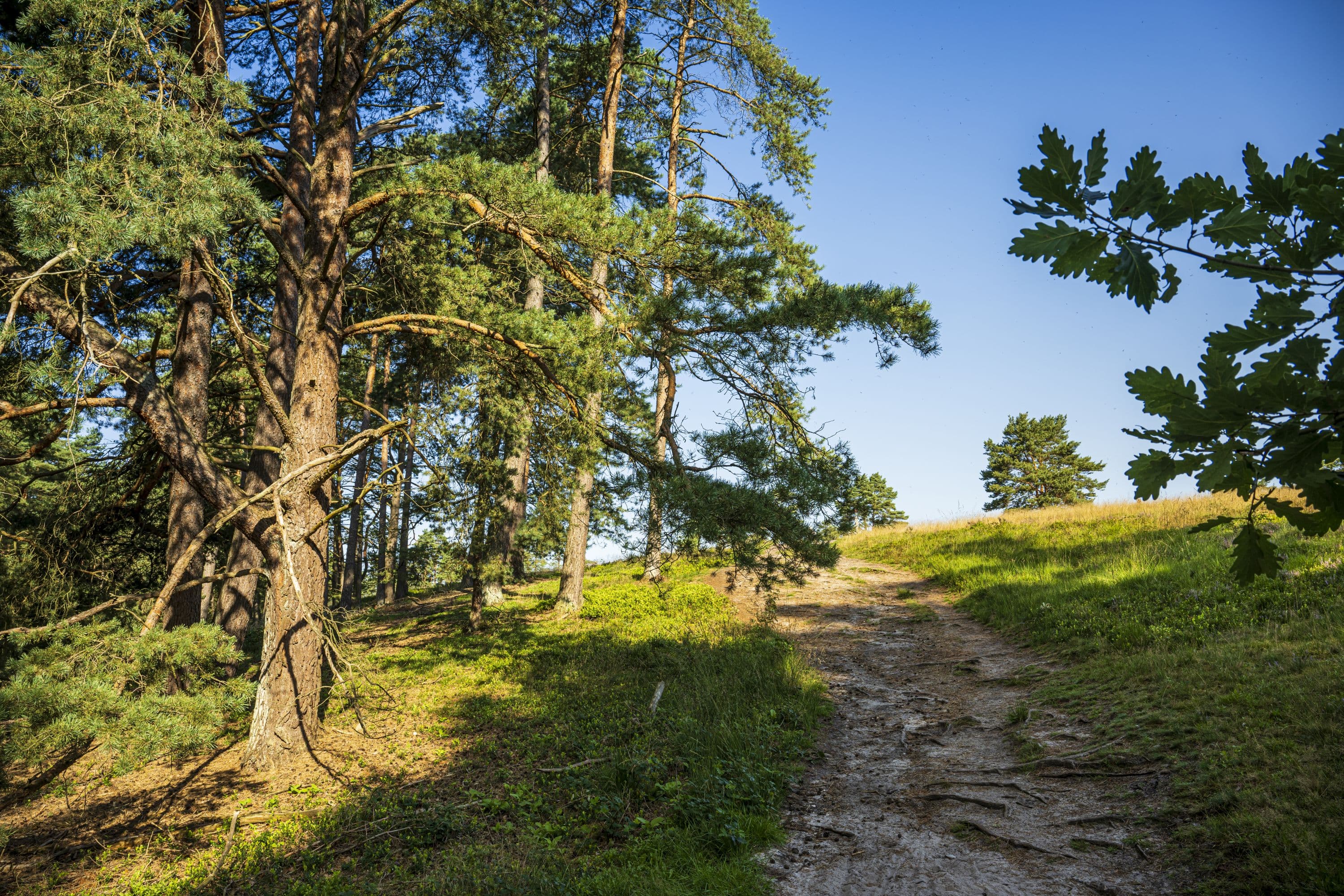 Am Tiefental bei Hermannsburg