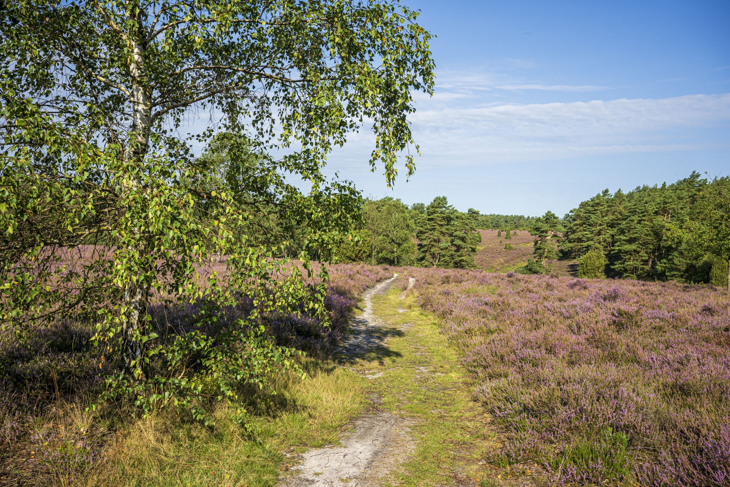 Tiefental Heideblüte 2023 Suedheide