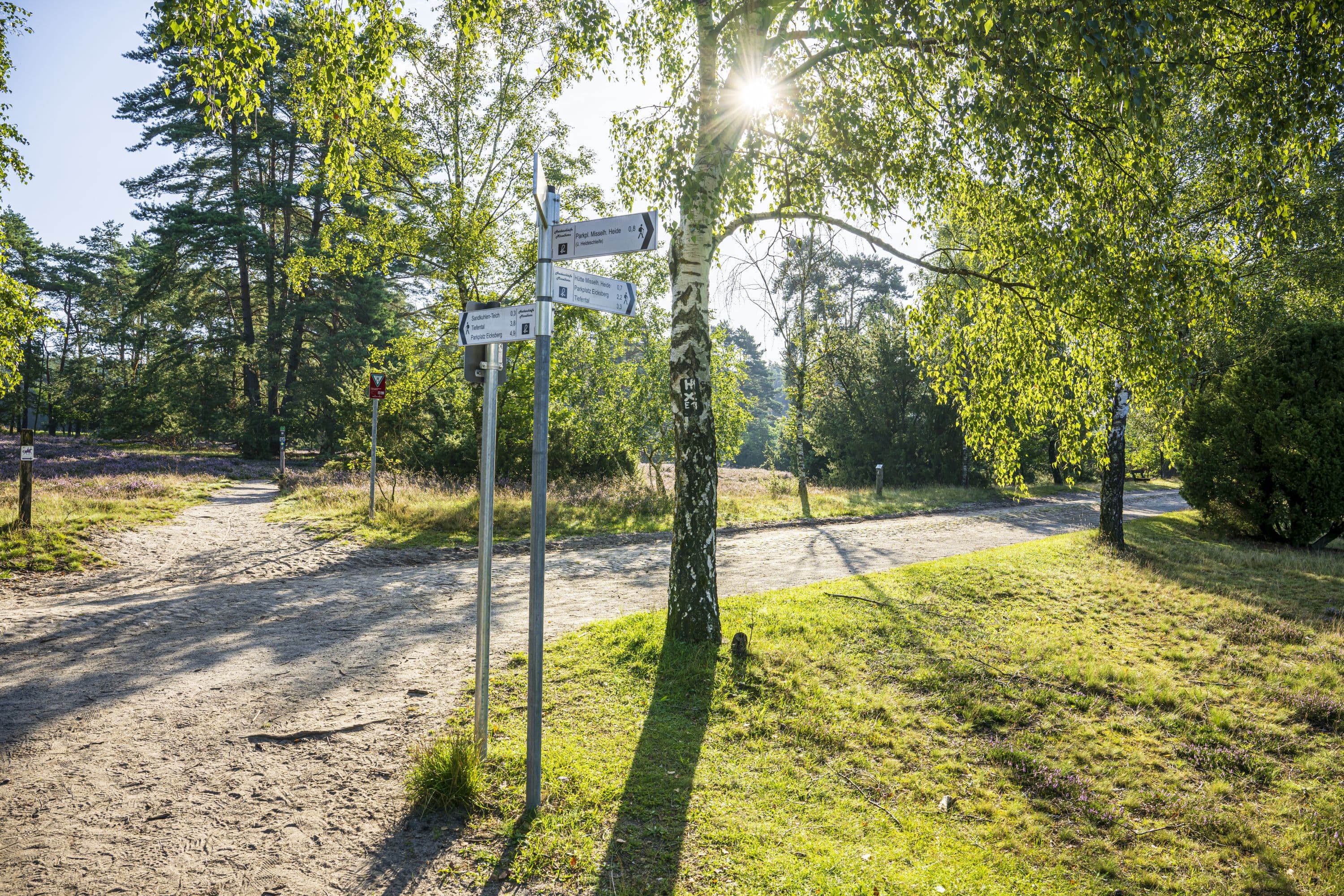 Tiefental Heideblüte 2023 Suedheide Heidschnuckenweg Wandern