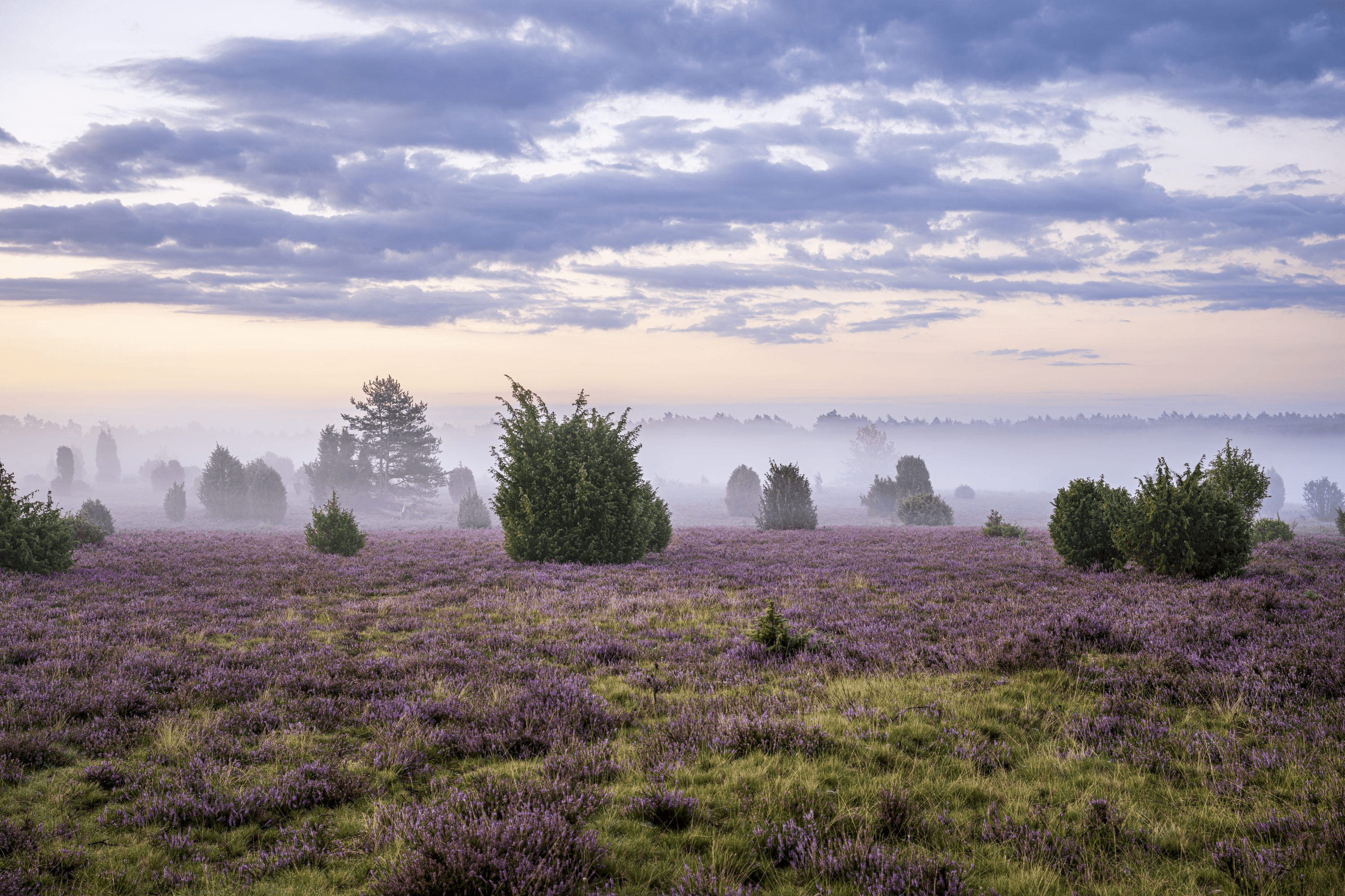 Heidefläche am Tiefental im Sonnenaufgang