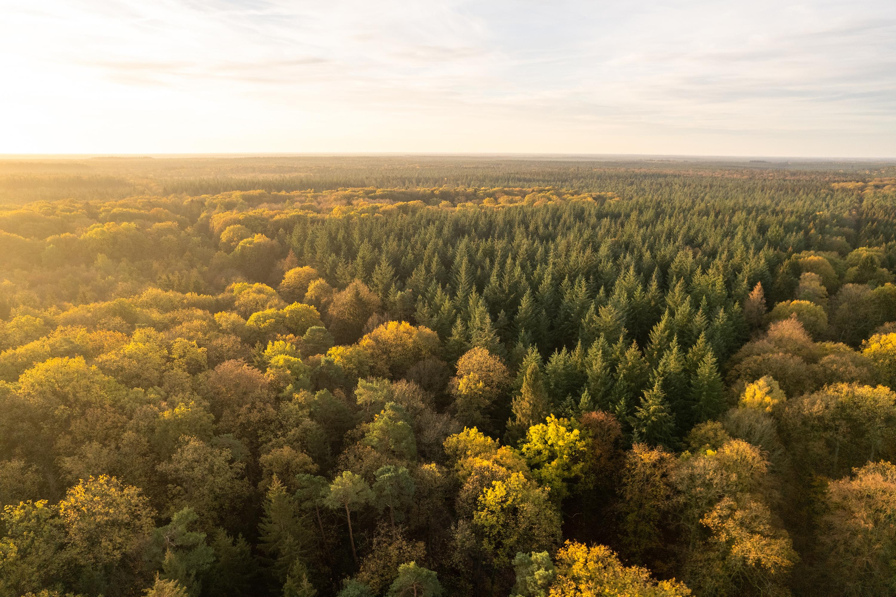 30.11.2023 Wälder der Lüneburger Heide