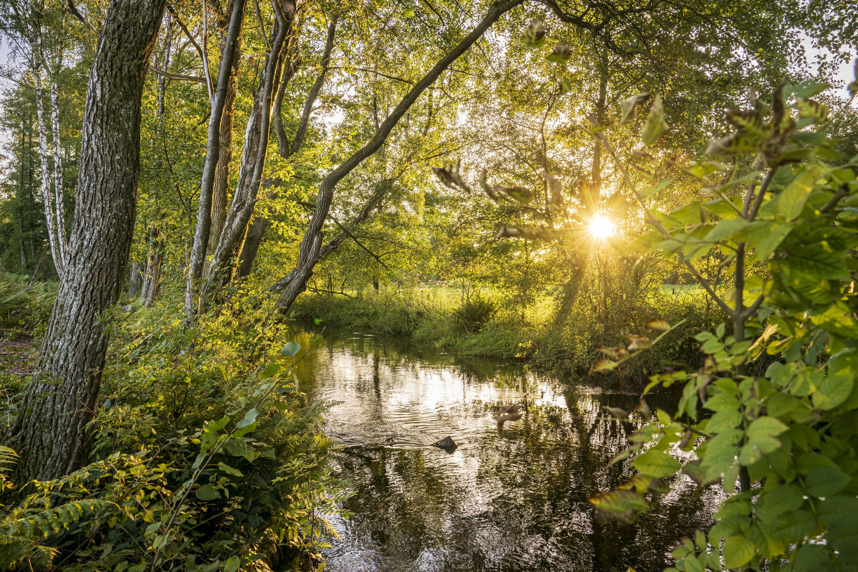 Wandern auf der Heideschleife durch Müden
