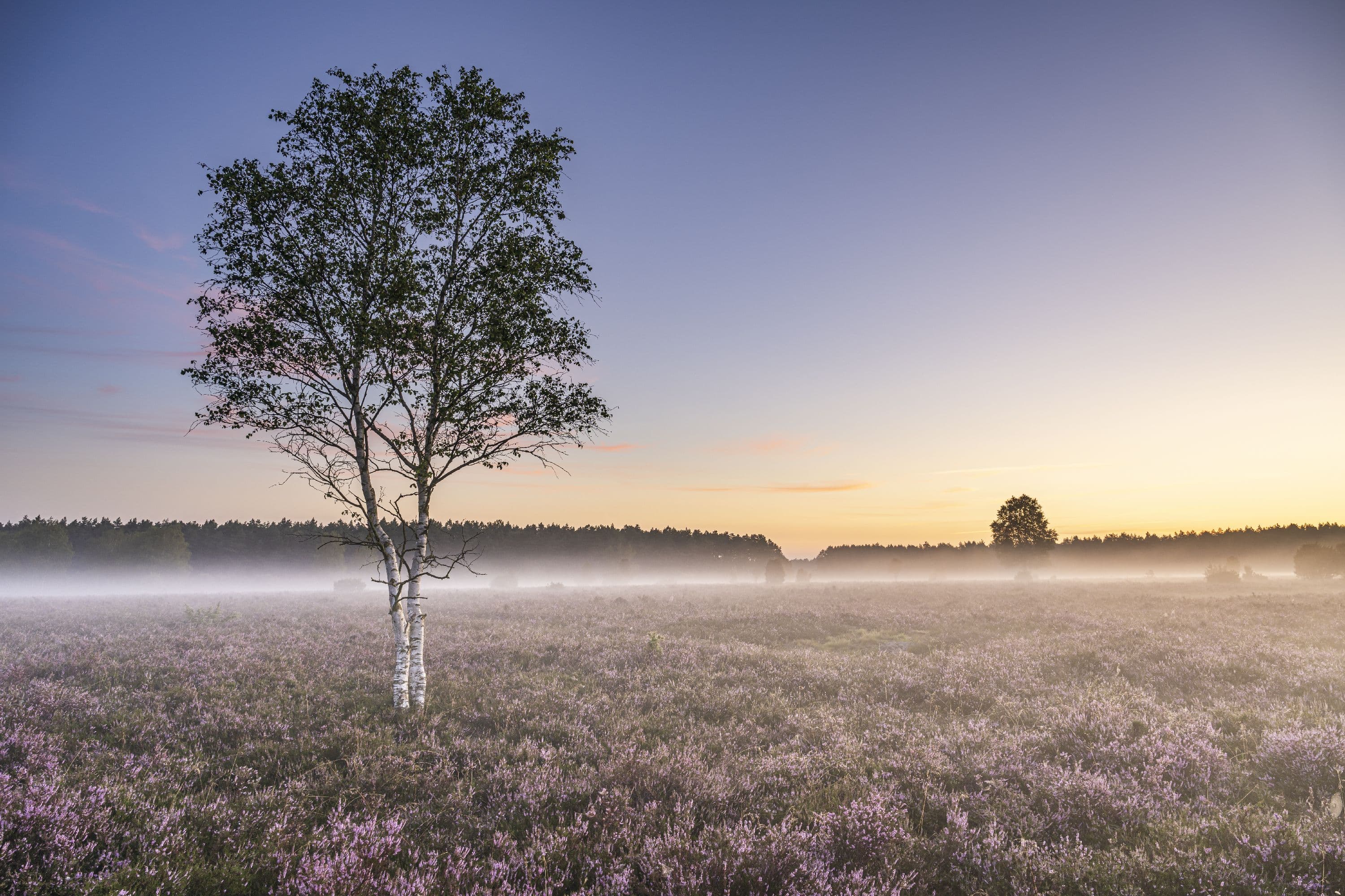 Sonnenaufgang im Wacholderwald