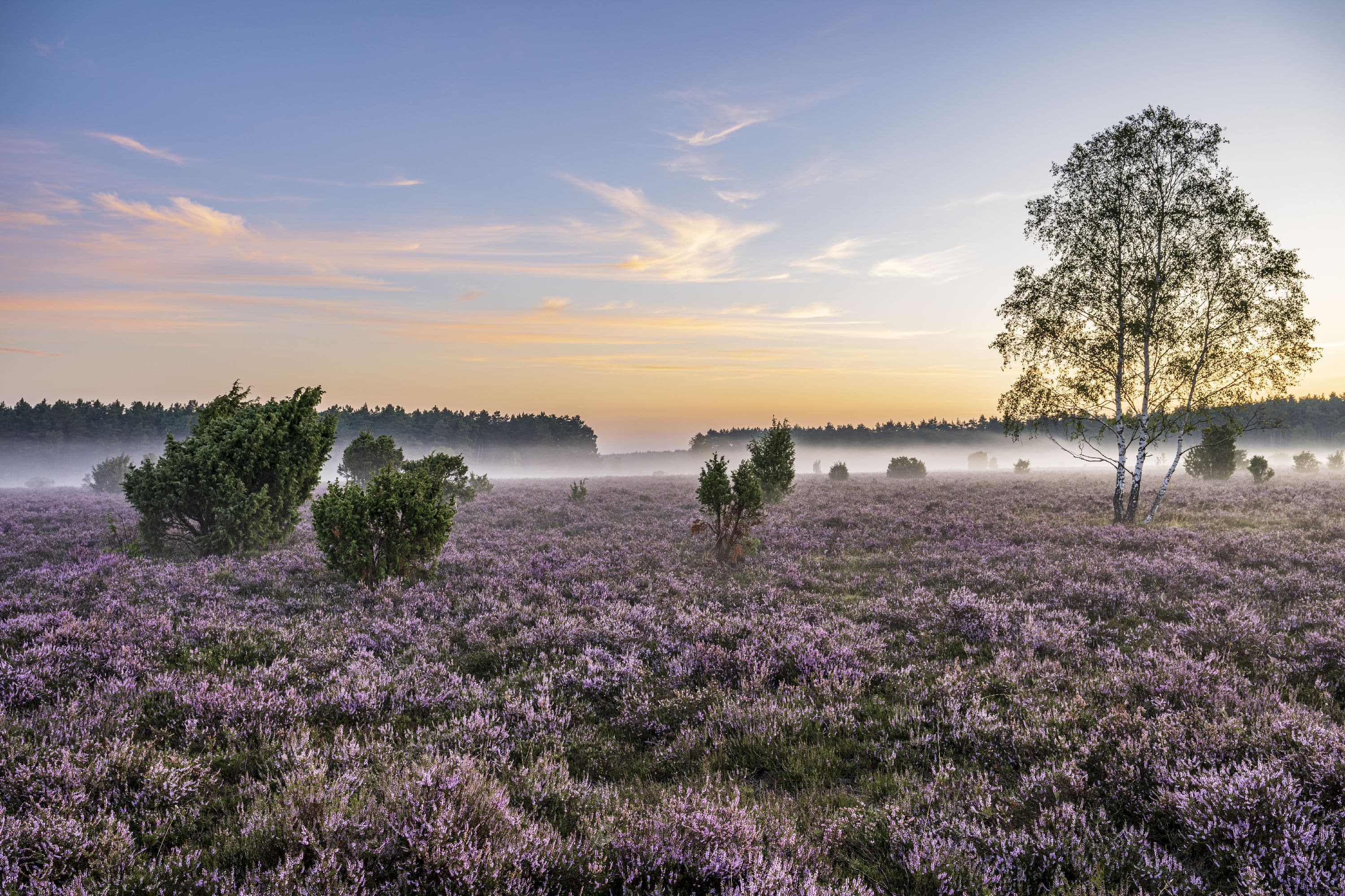 Frühnebel über der blühenden Heidefläche