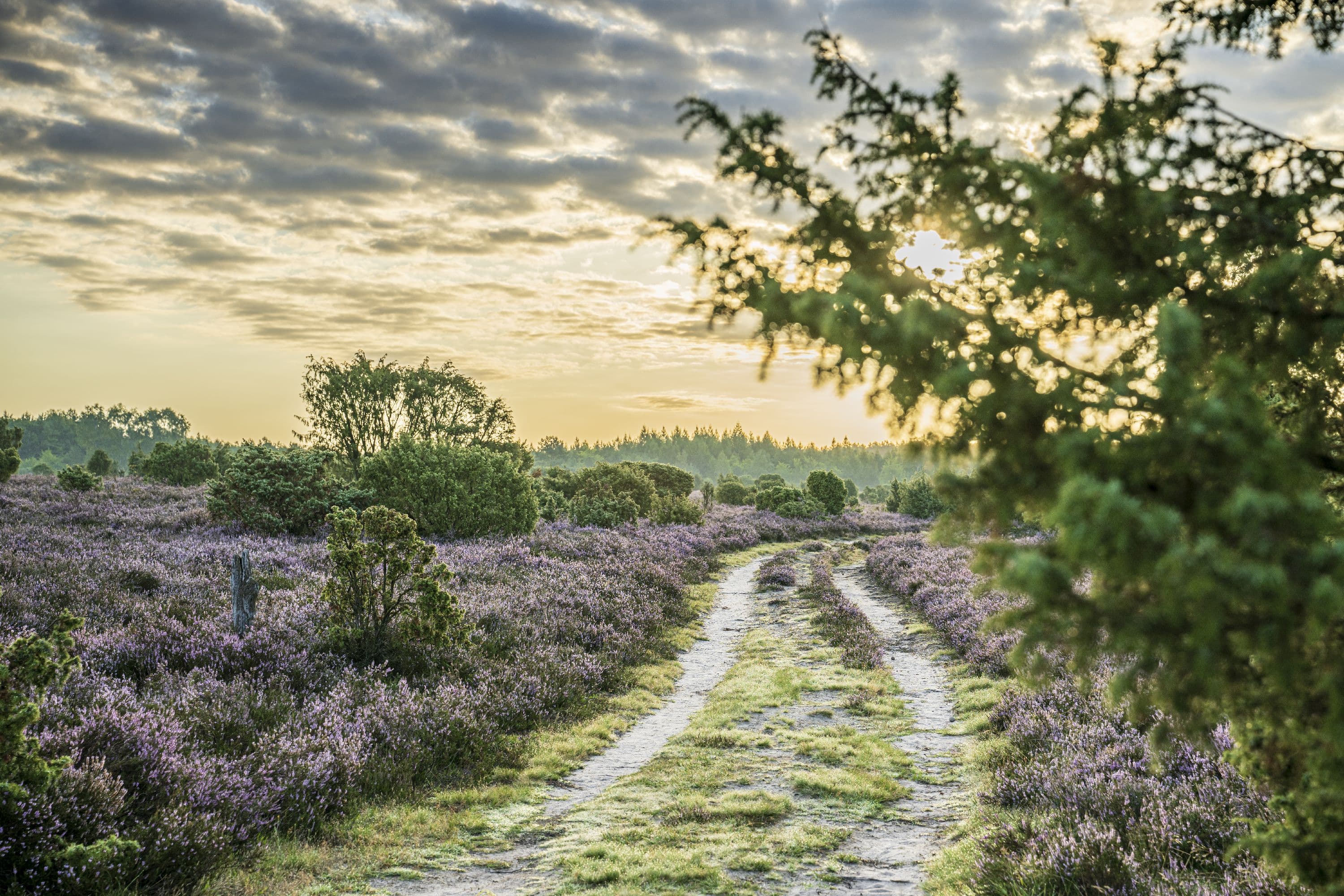 Sonnenaufgang über dem Wacholderwald