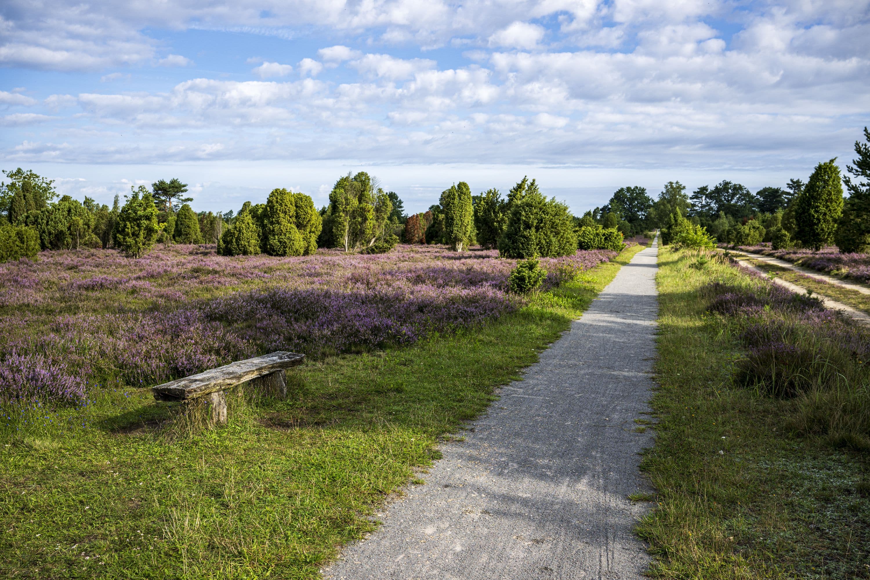 Wanderung durch den Wacholderwald Schmarbeck
