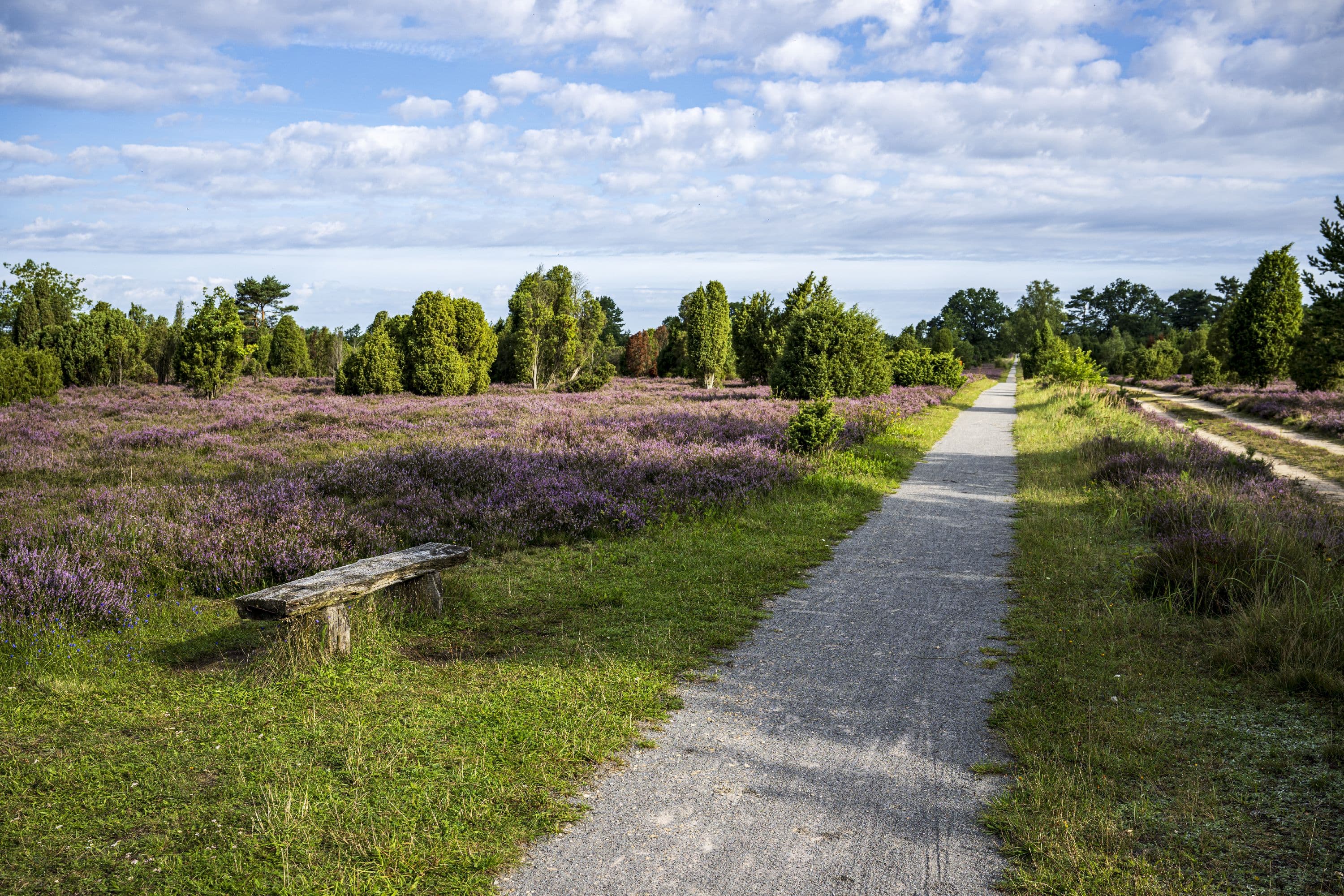 Wanderweg durch den Wacholderwald