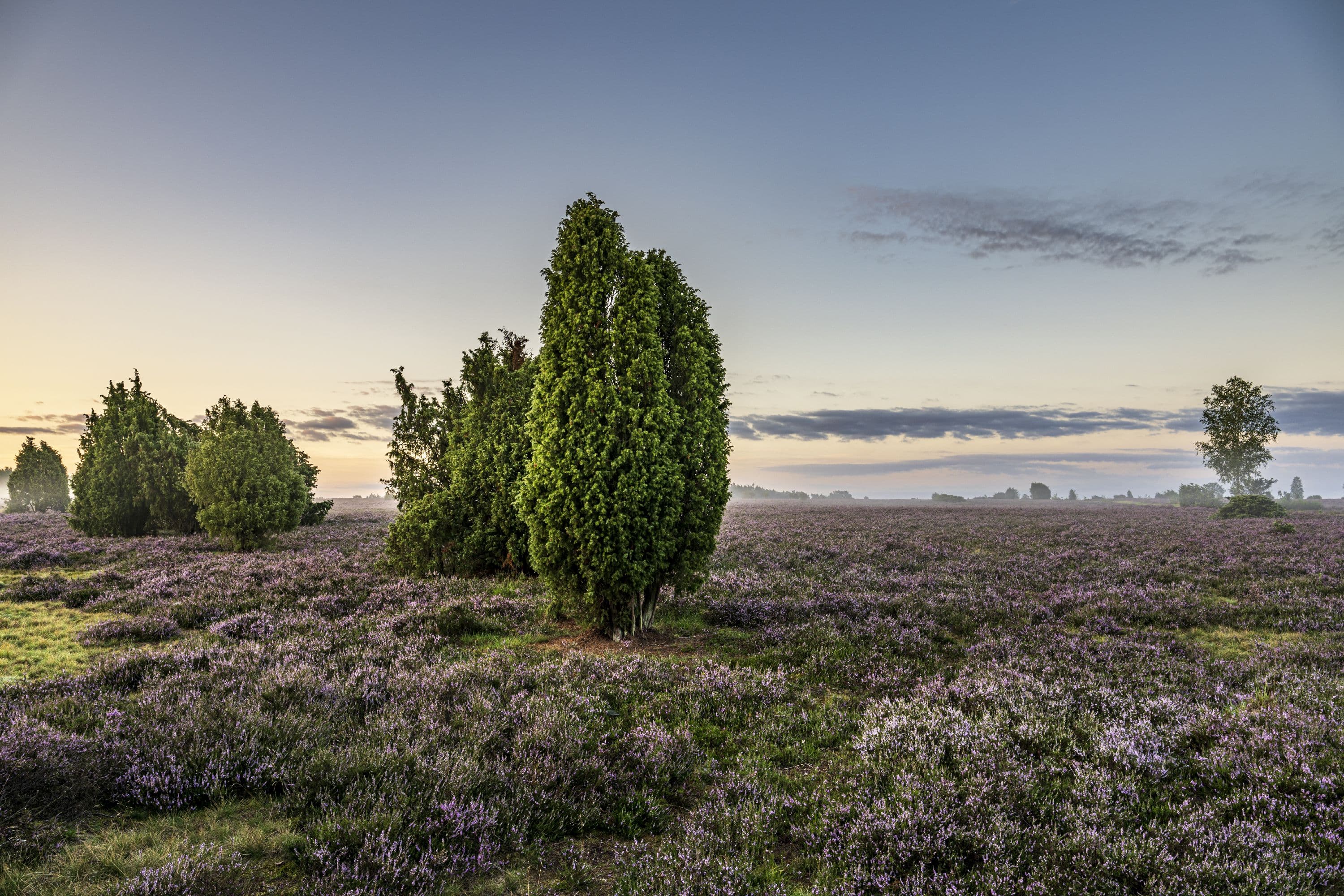 Wandern durch die blühende Heide im Wacholderwald Schmarbeck