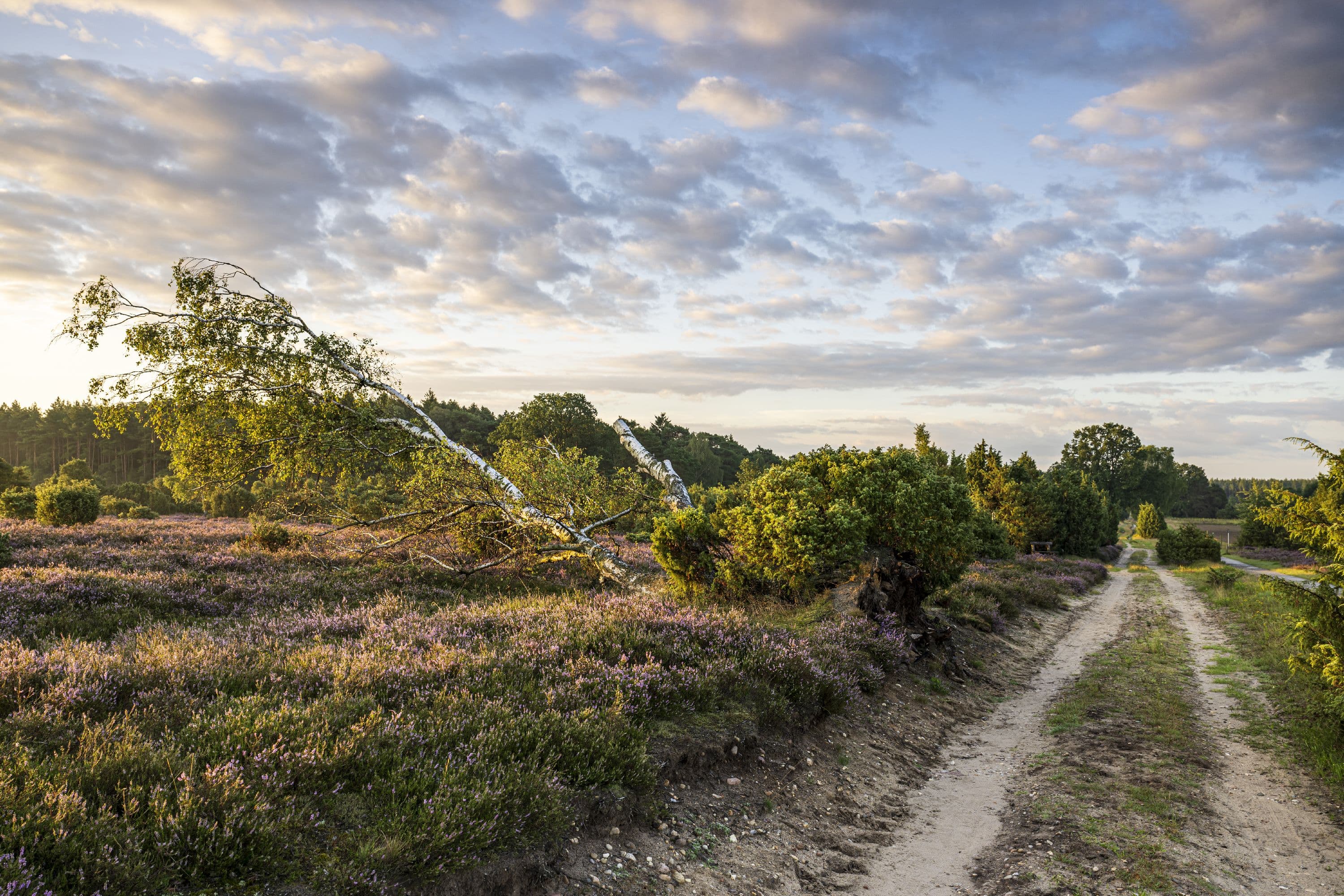 Wacholderwald Schmarbeck Suedheide Heidebluete
