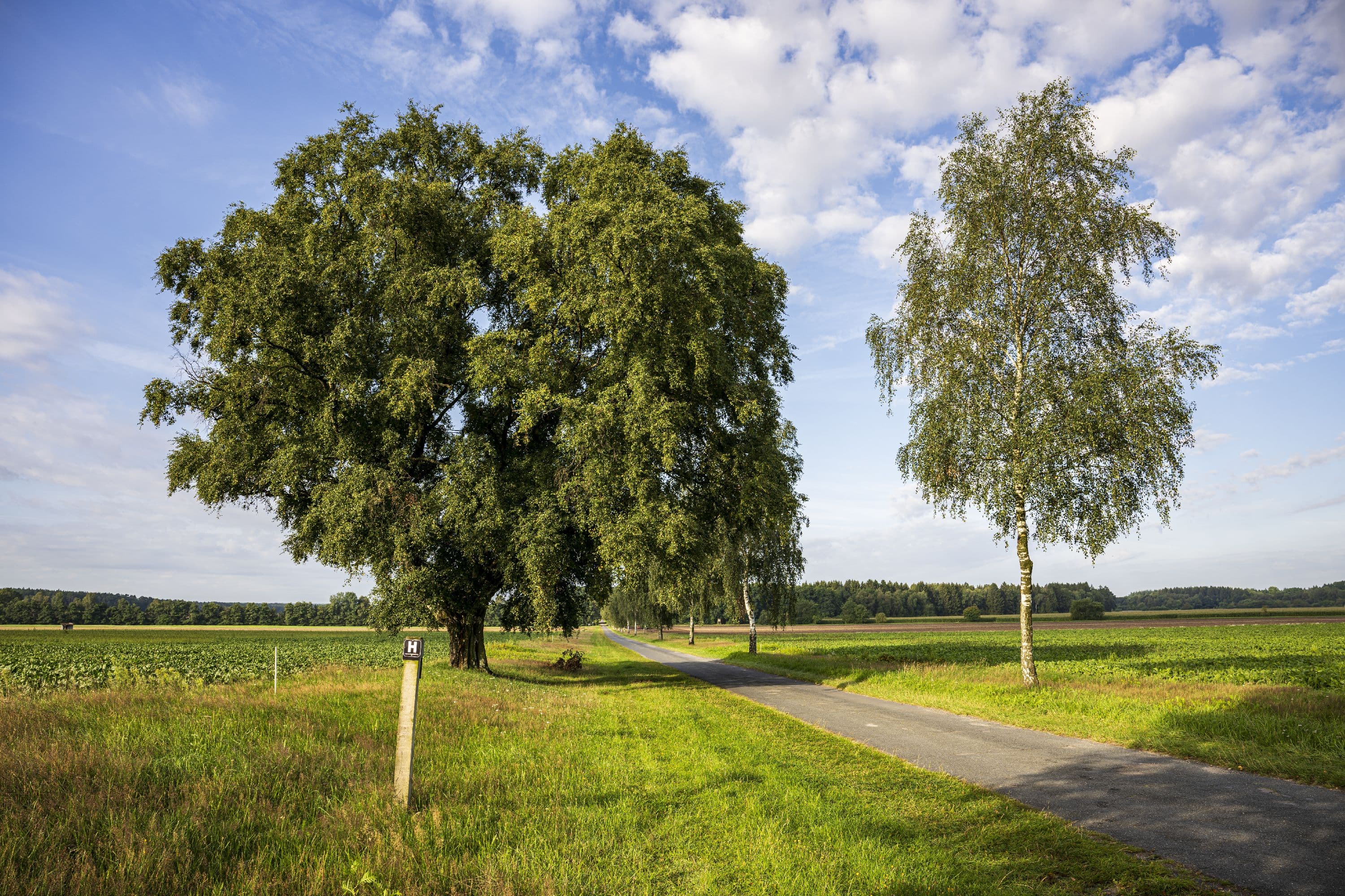 Der Wanderweg führt entlang weiter Wiesen und Felder