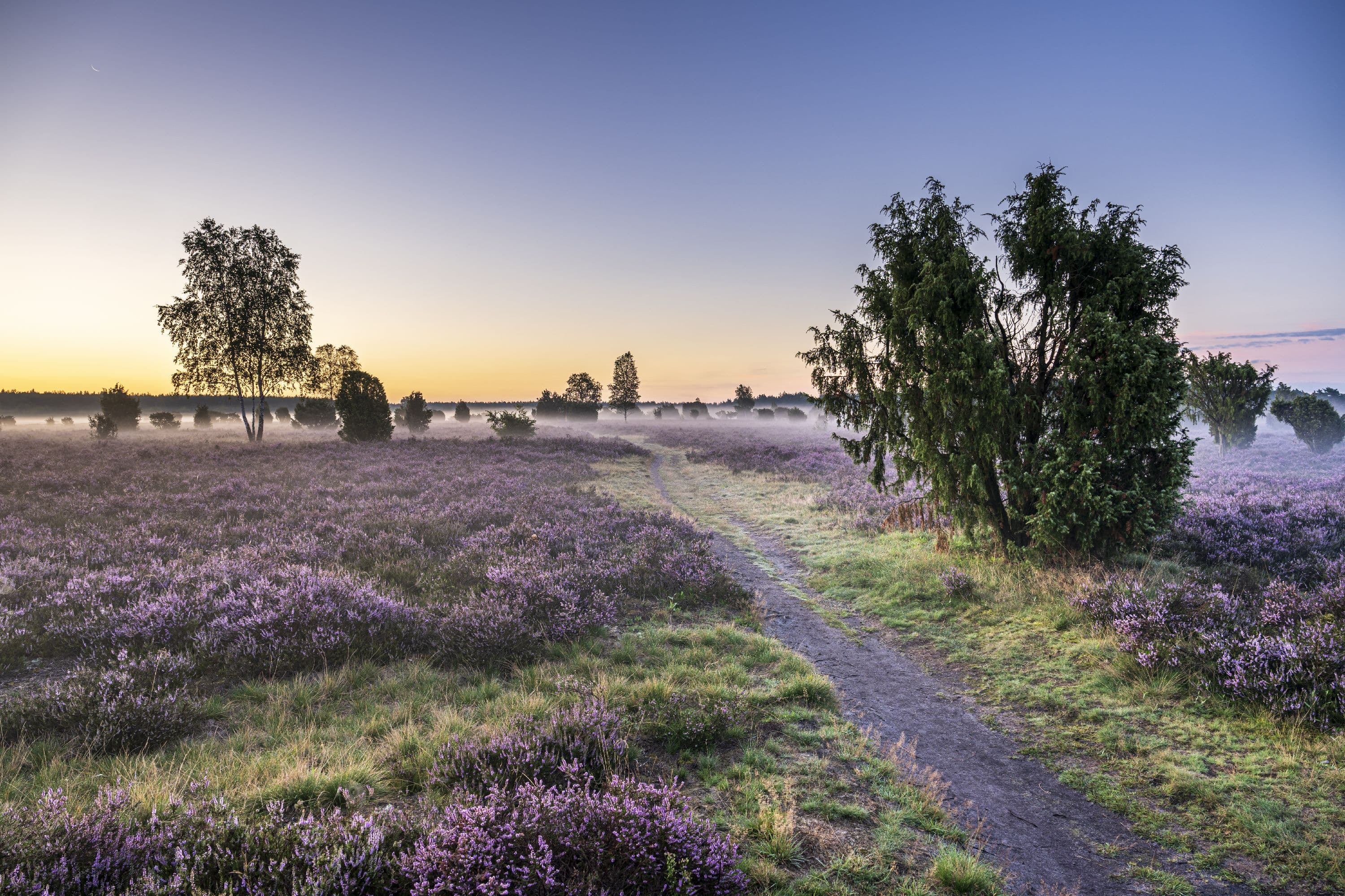 Sonnenaufgang im Wacholderwald