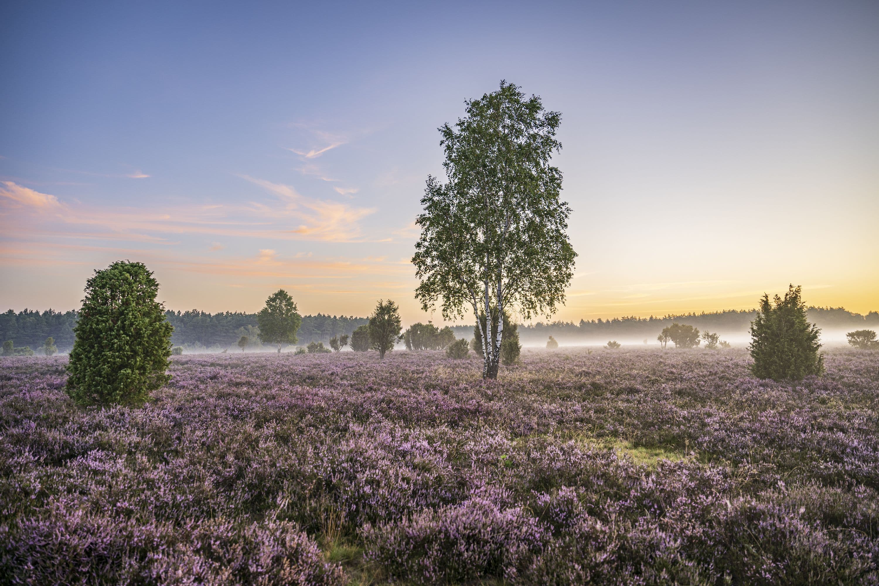 Frühnebel über der blühenden Heidefläche