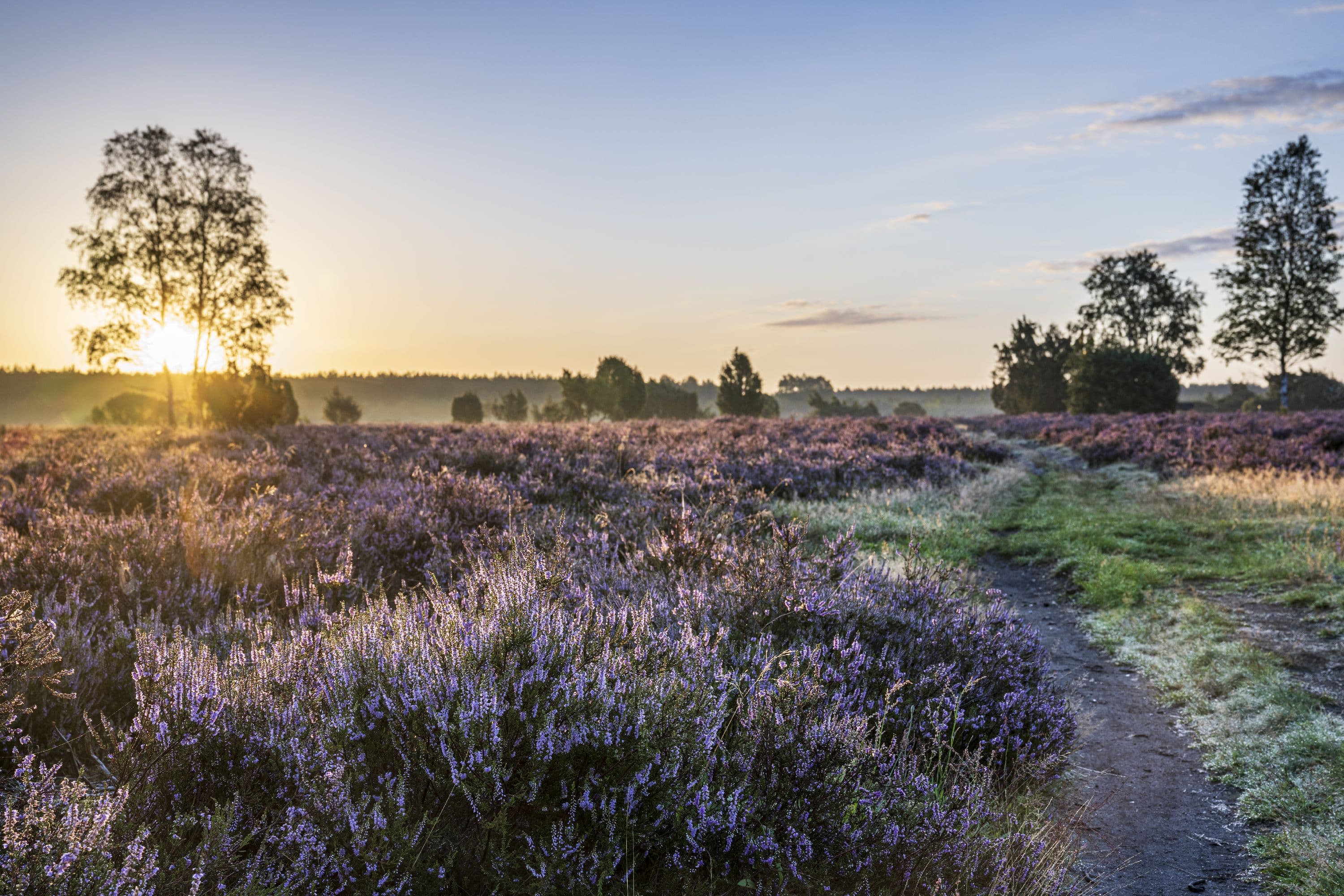 Der Wacholderwald im Sonnenaufgang